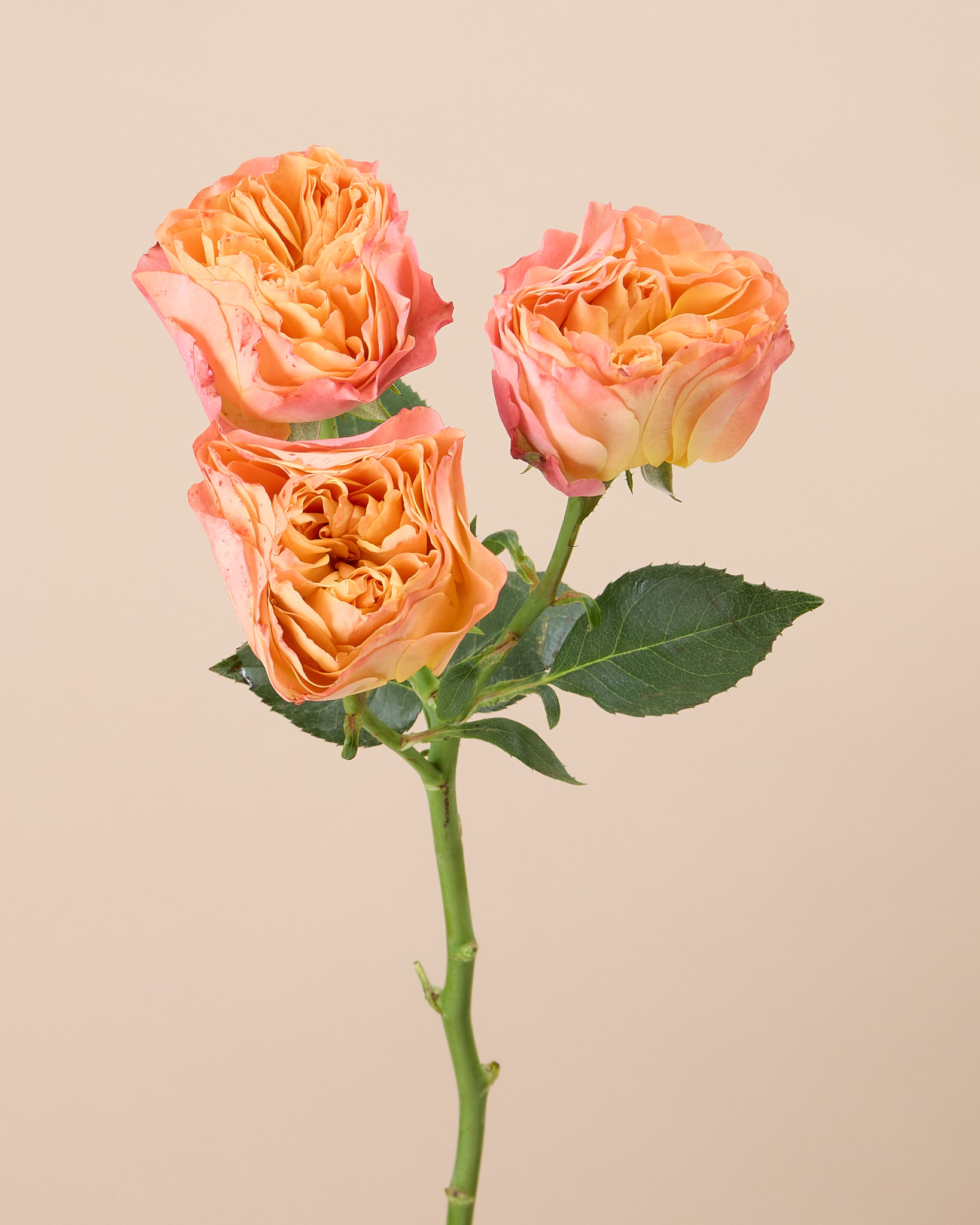 Rose branchue