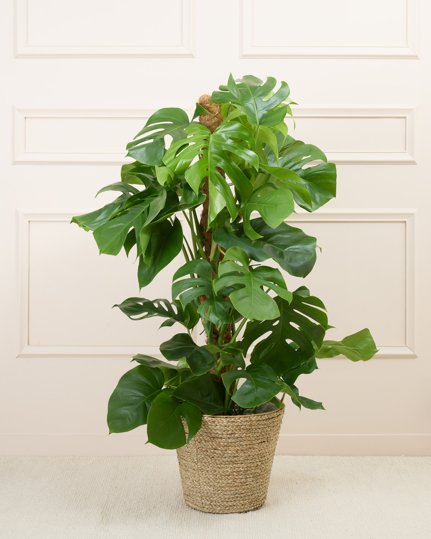 Monica et son panier naturel - Monstera