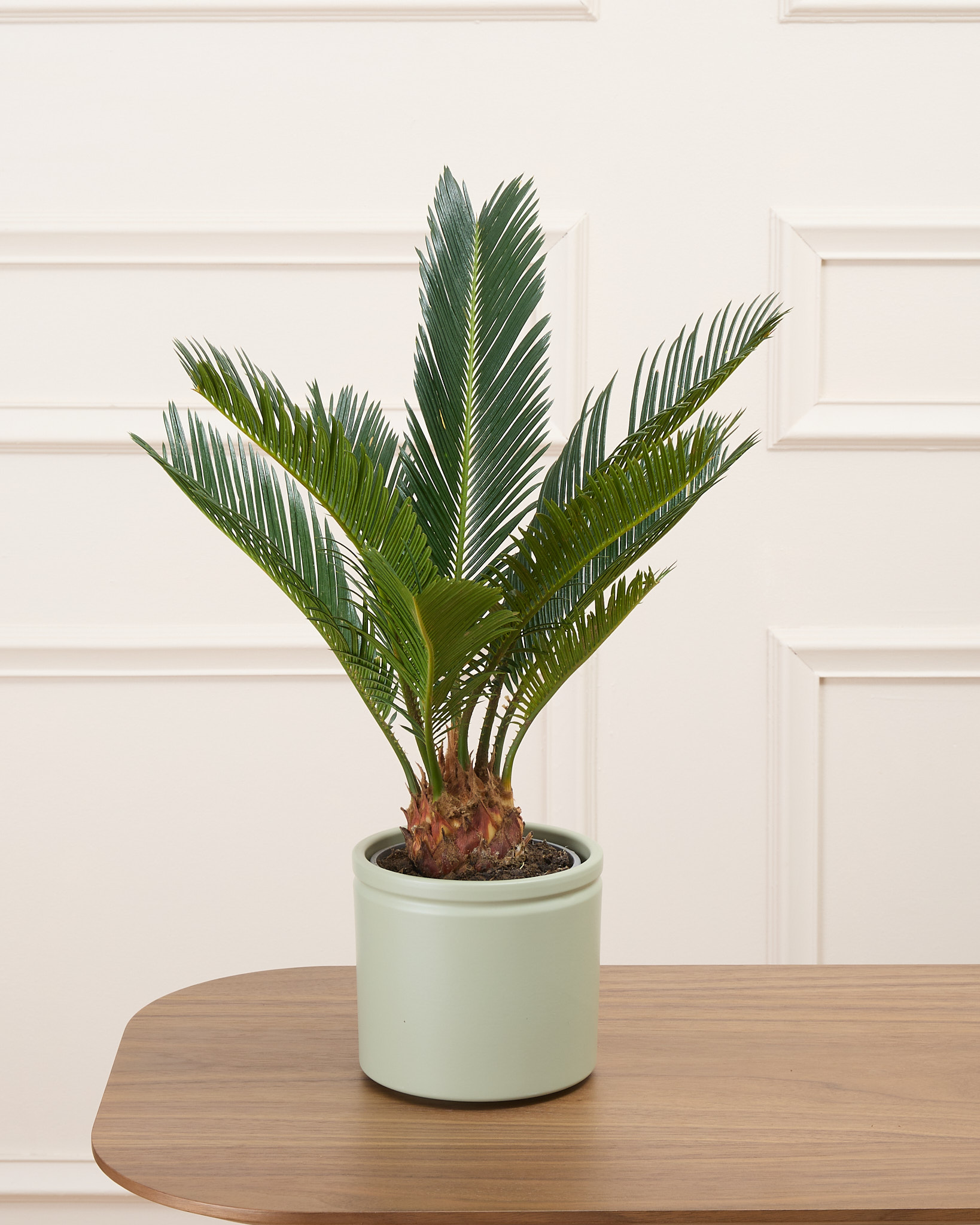 Rita et son cache-pot vert - Cycas
