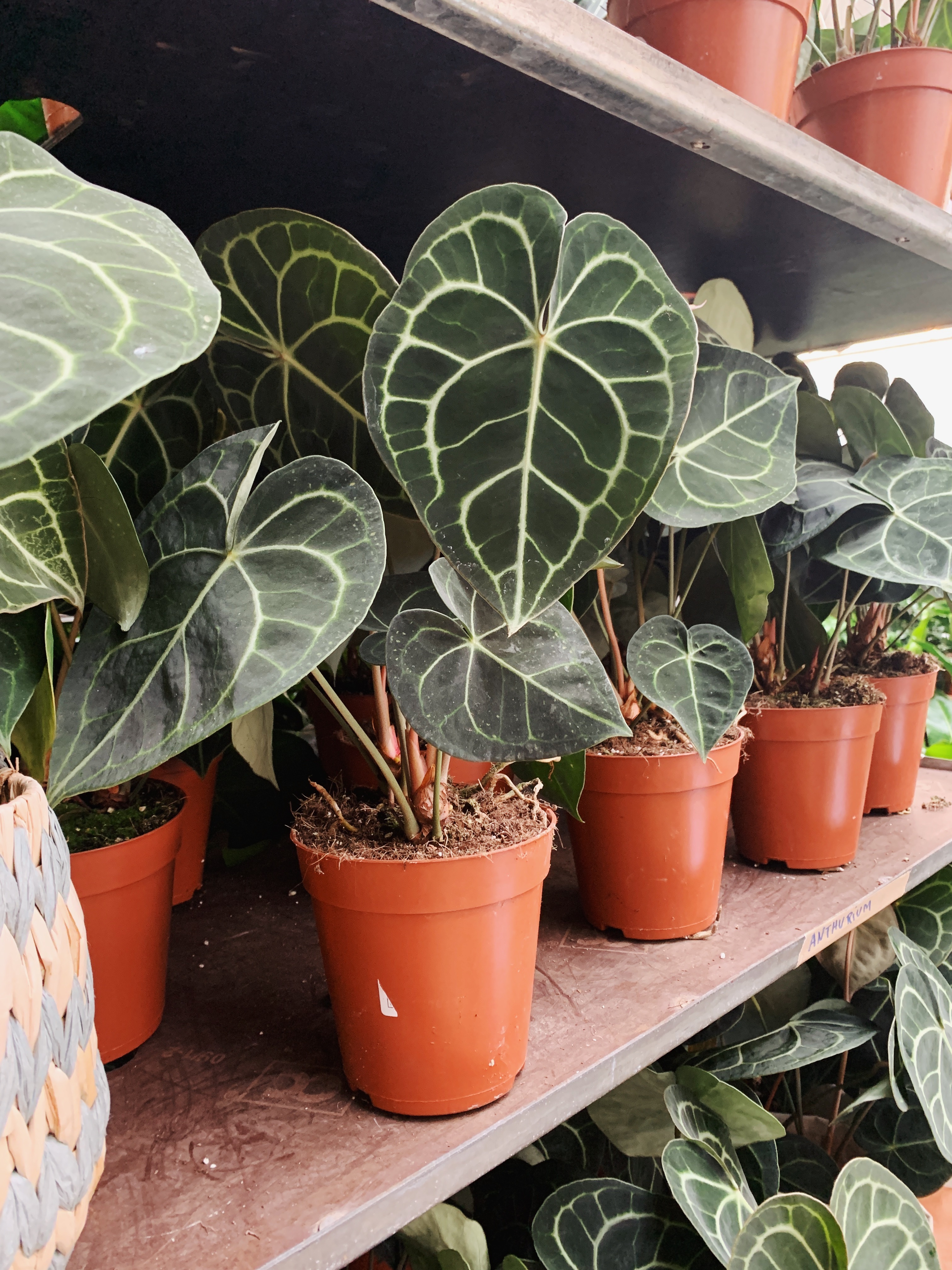 Pop Up Salzburg 16 06 2021 Zimmerpflanzen In Ostereich Kaufen Bergamotte