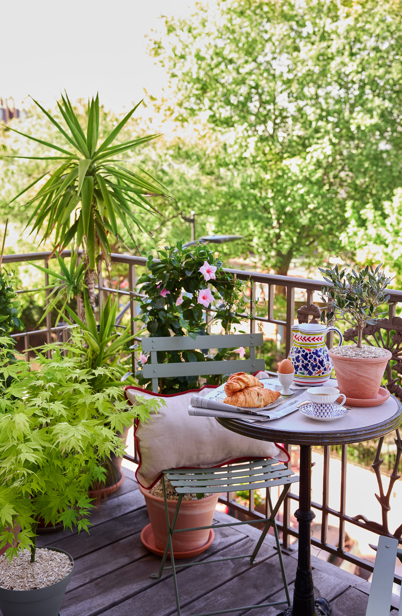 érable sur une terrasse