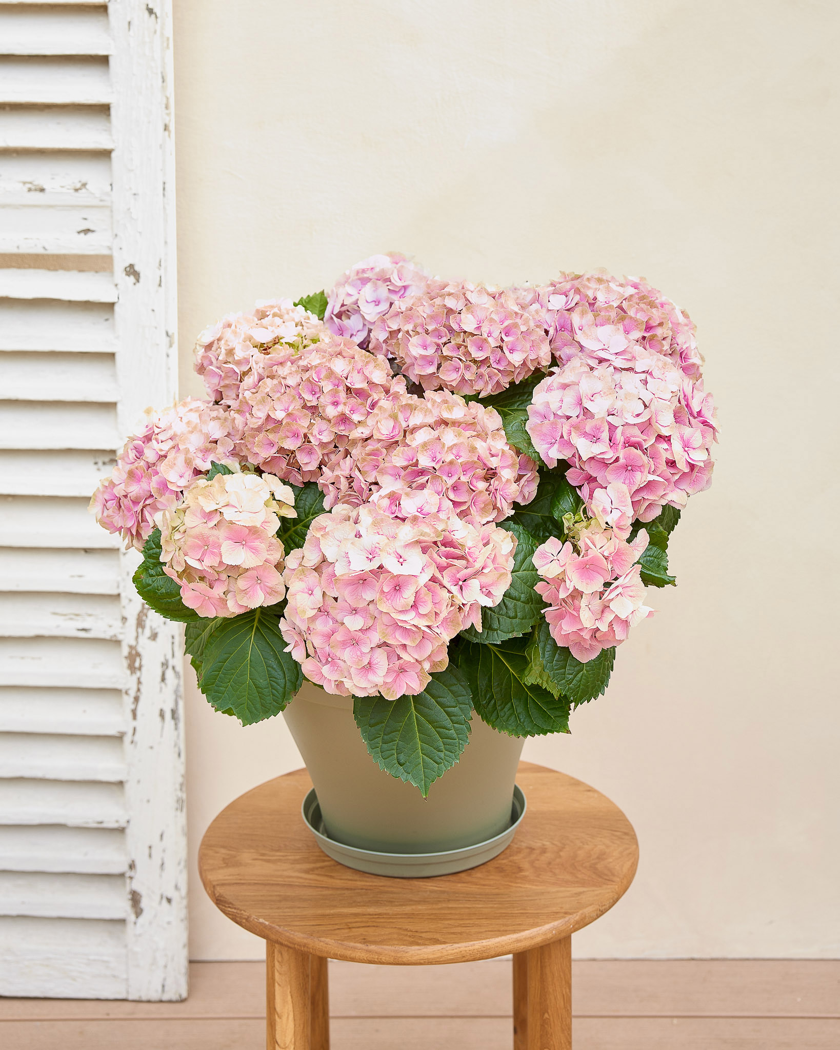 Marceline - Hortensia rose