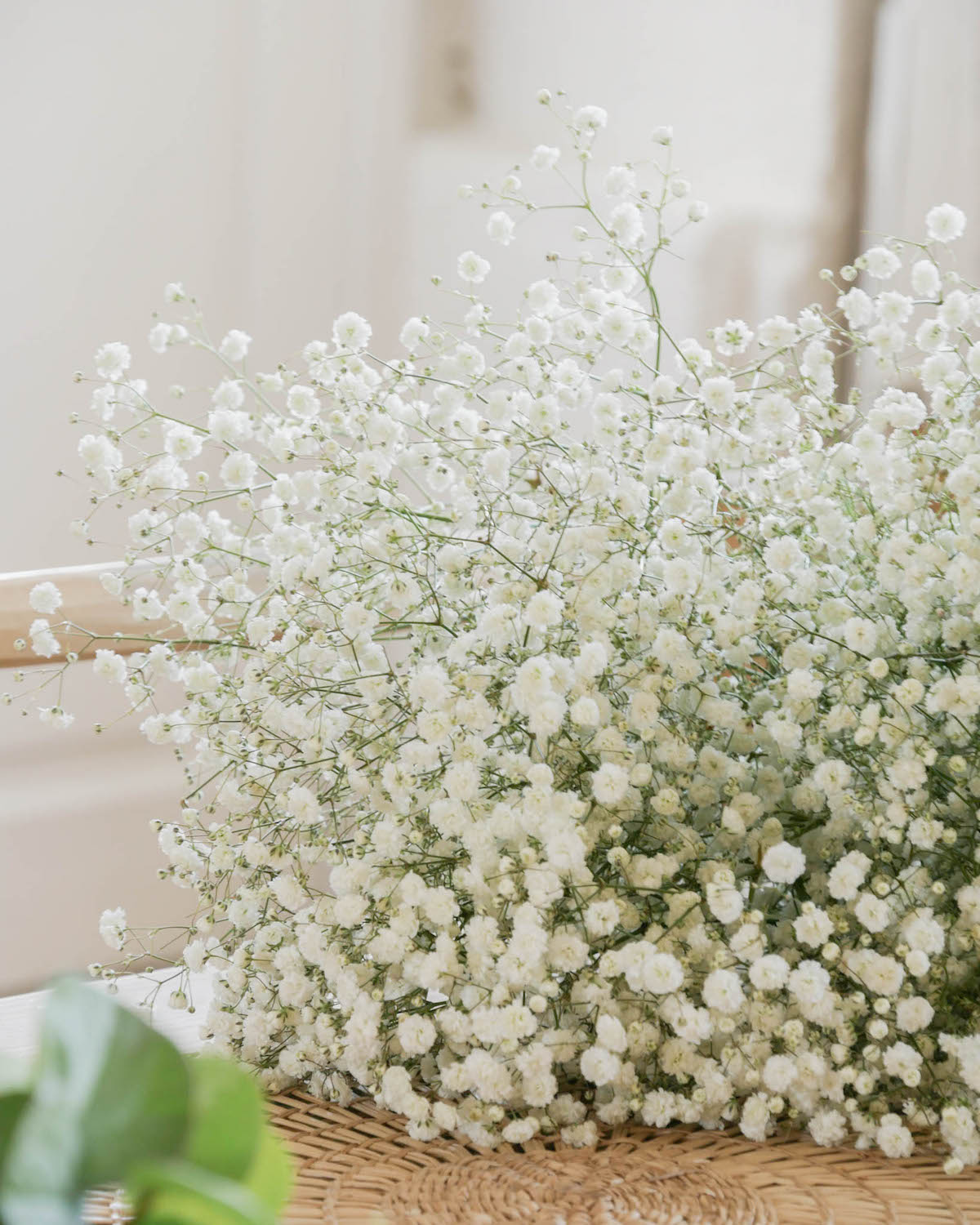Gypsophile