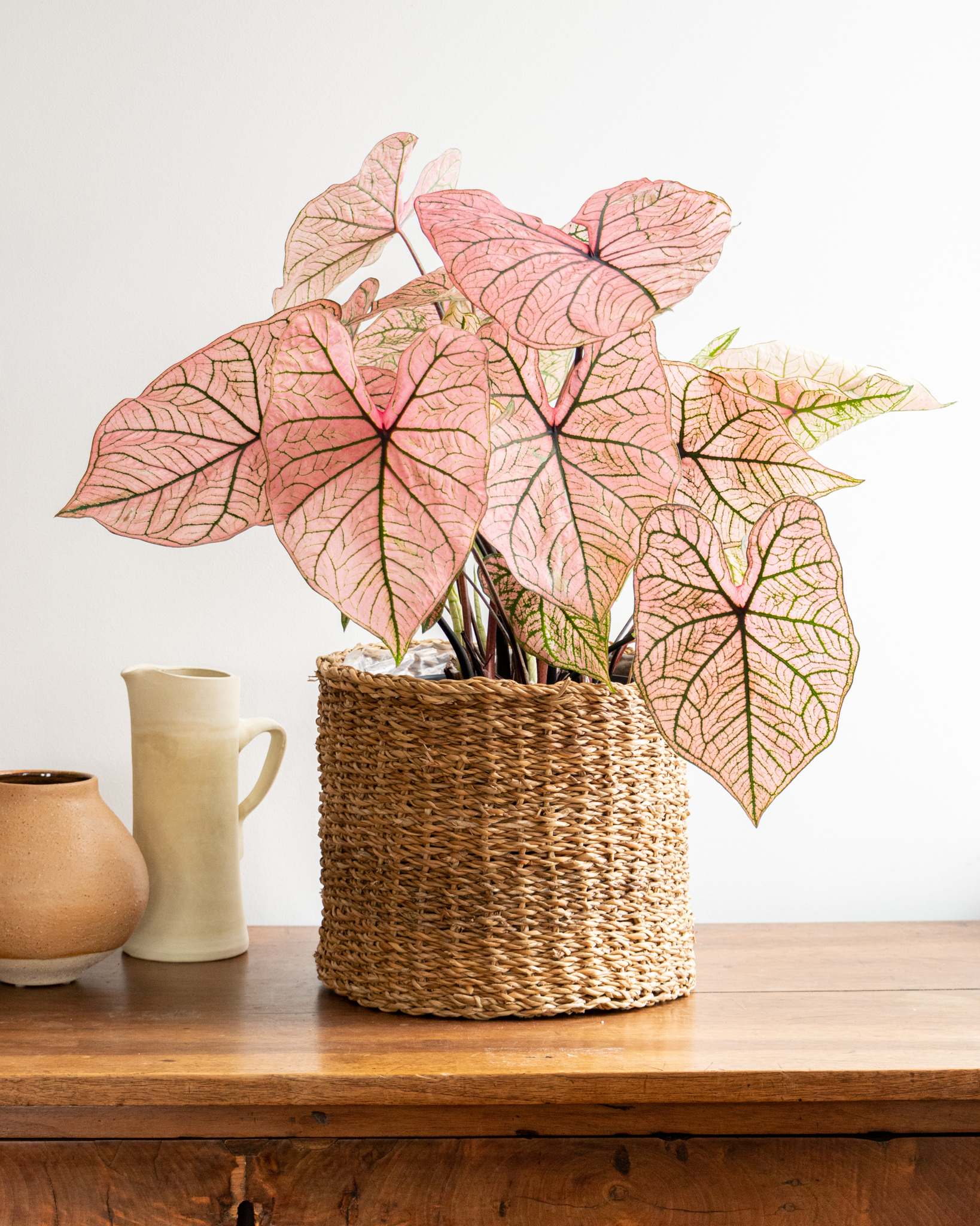 plantation-caladium