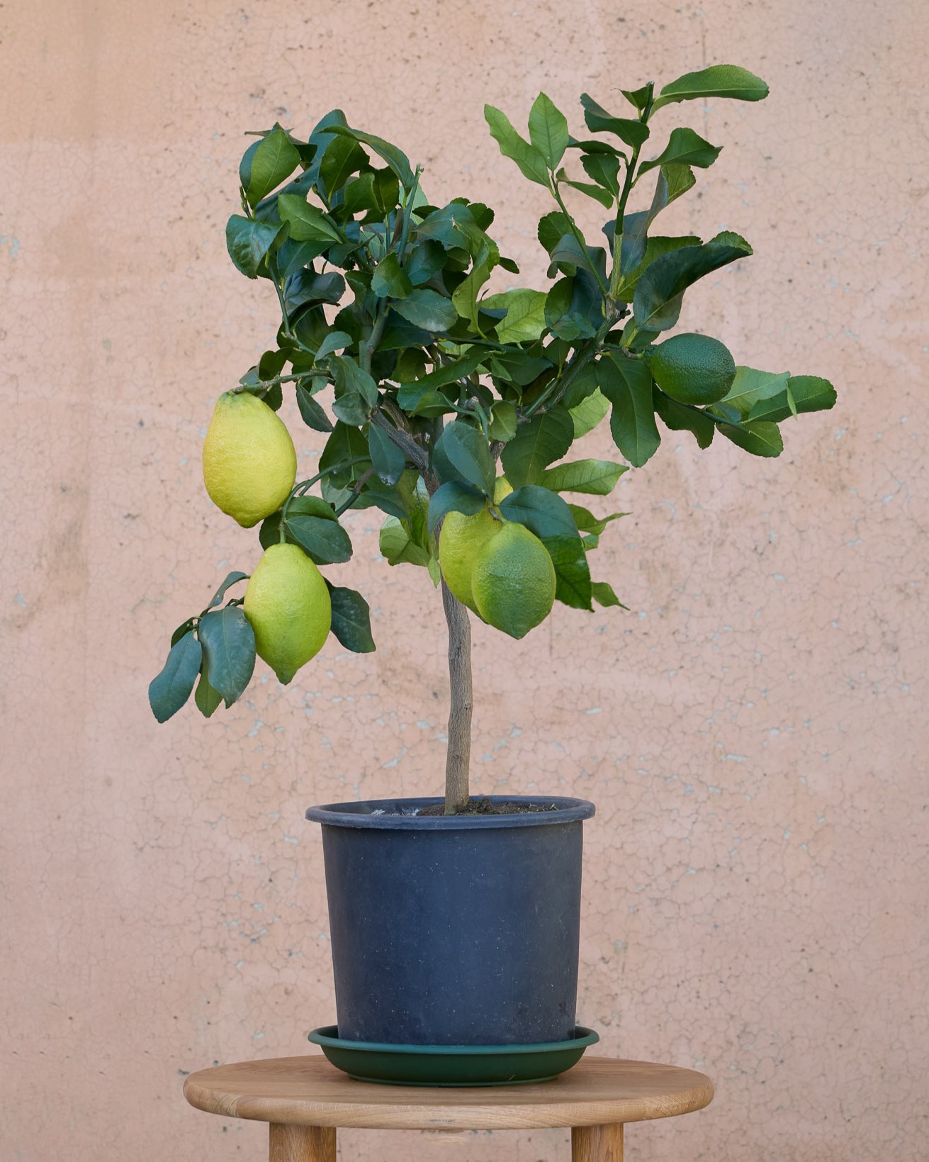 Silvio et sa soucoupe - Citronnier (Selon la saison, la plante peut être livrée avec des fruits verts ou jaunes)
