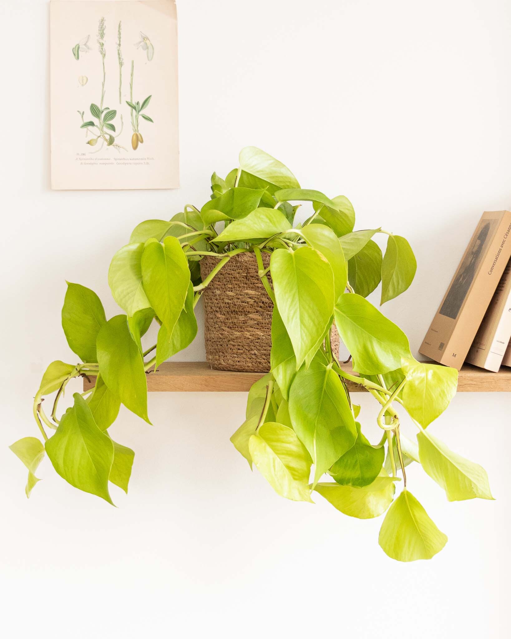 pothos golden