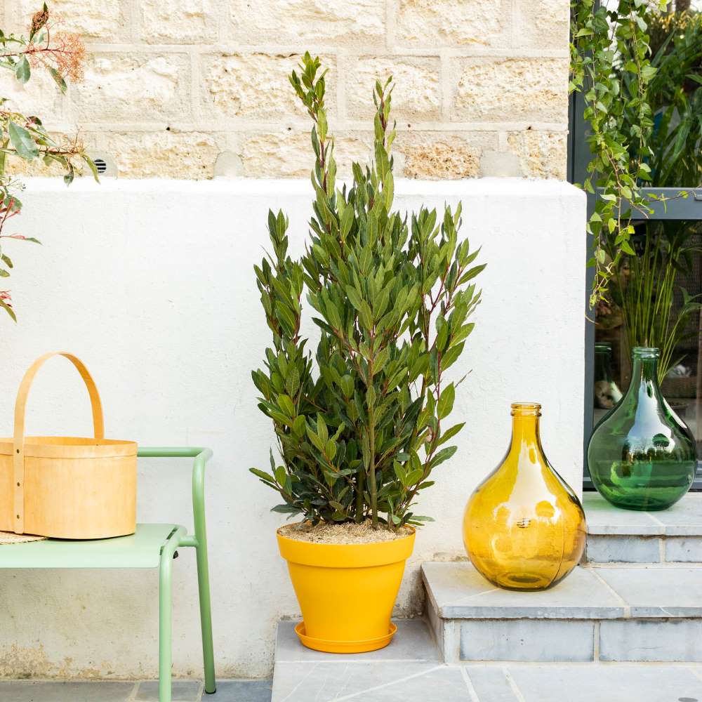 Laurier sauce : nos conseils d’entretien