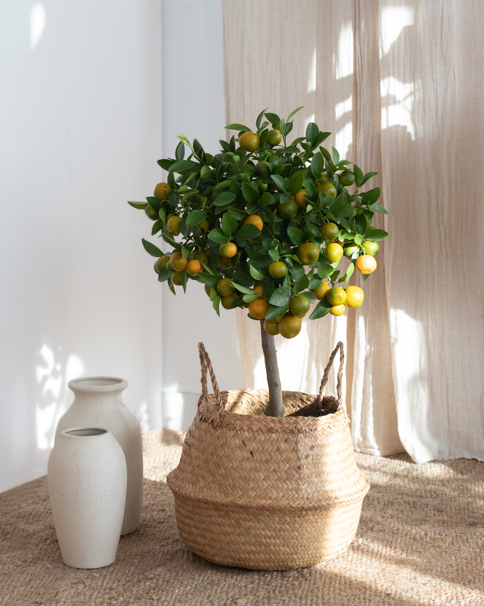 Paolo et son panier naturel - Calamondin (Chaque plante est unique : sa forme, sa hauteur, le nombre de fleurs ou de fruits peuvent varier)