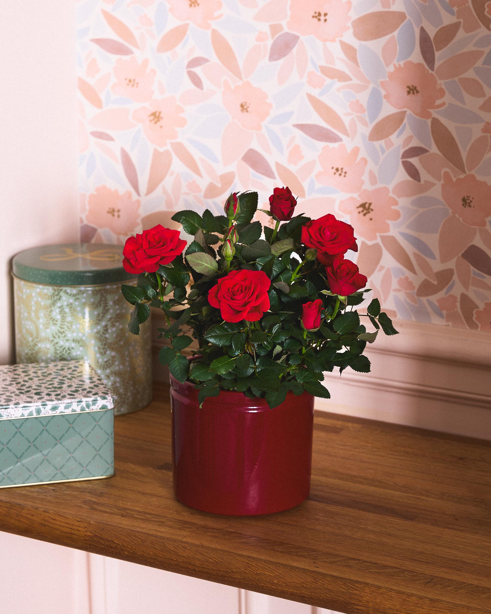 Rosier d’intérieur