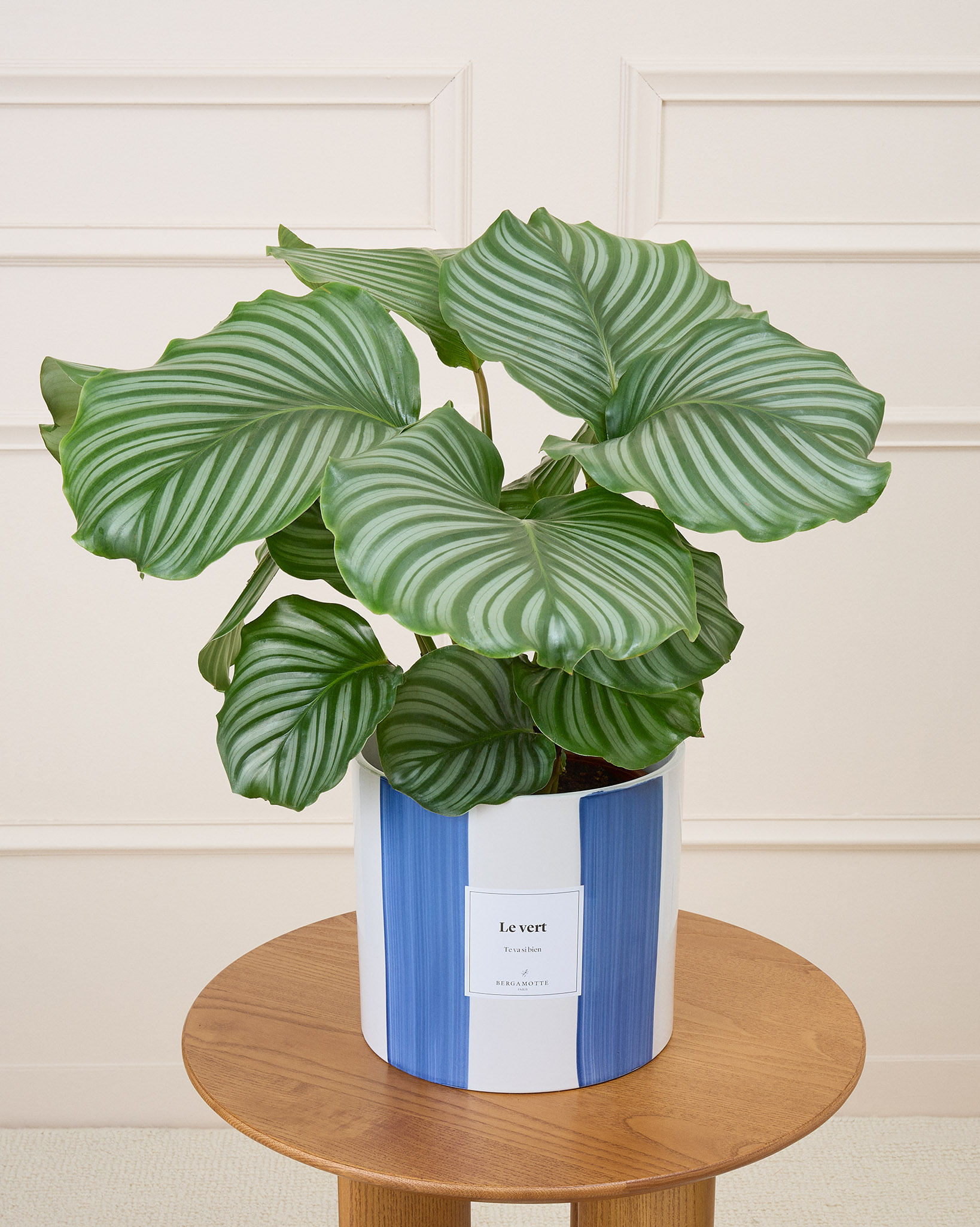 Théo et son cache-pot rayé bleu personnalisé - Calathea orbifolia