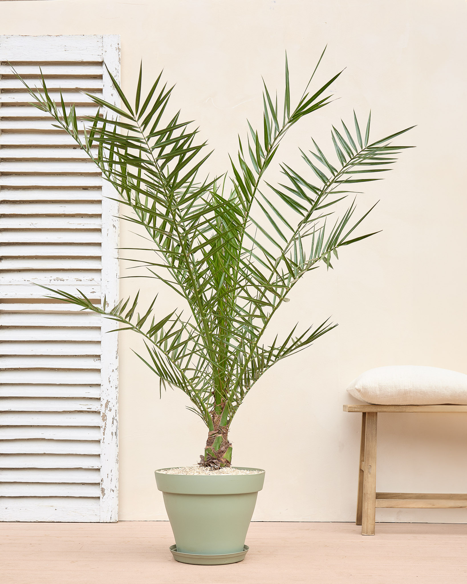 Marcos et son pot vert - Phoenix canariensis 