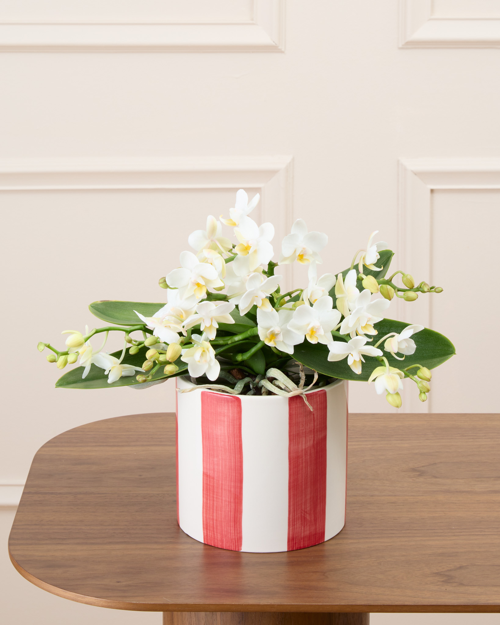 Bianca et son cache-pot rayé rouge - Phalaenopsis blanc