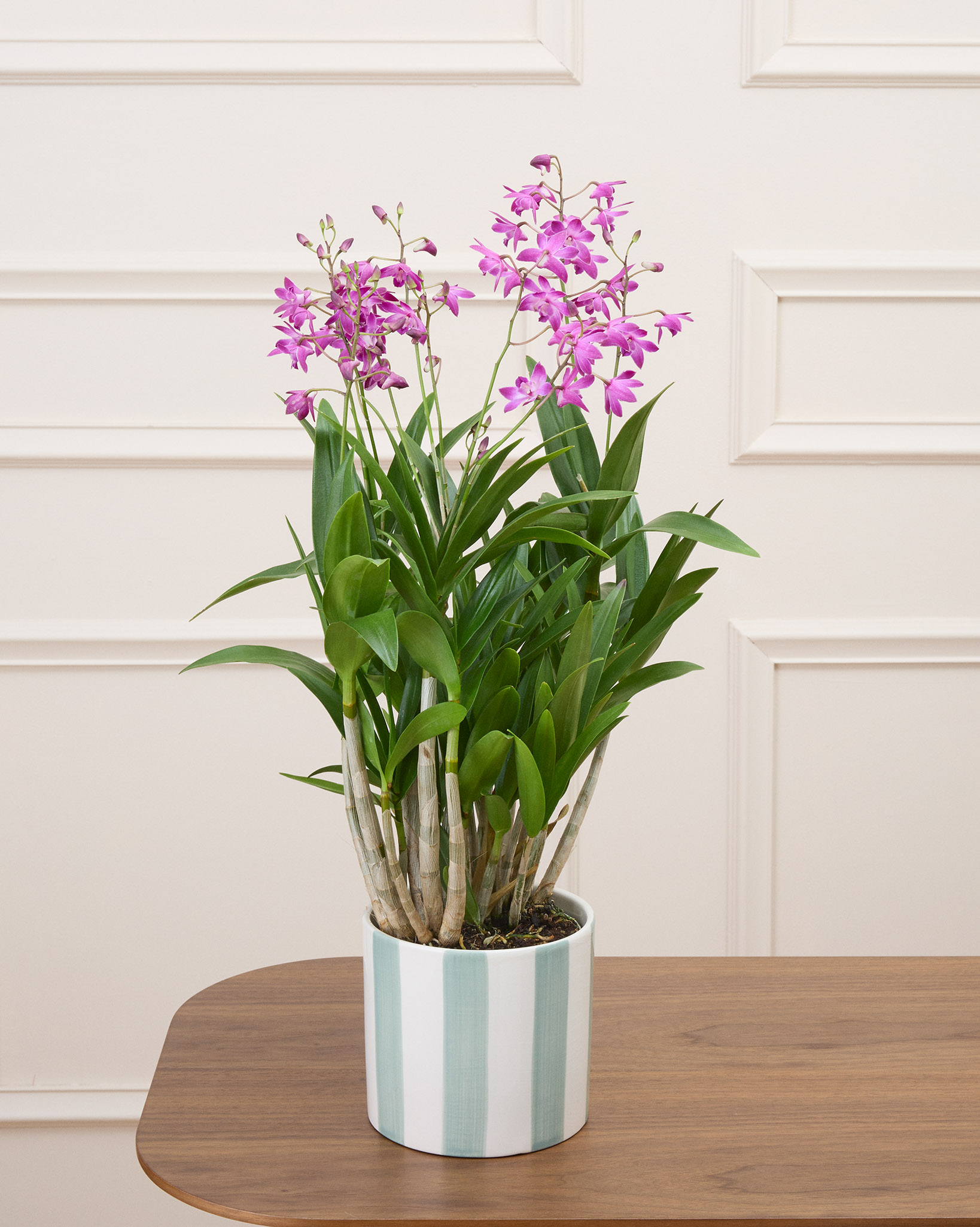 Orphée et son cache-pot rayé vert - Orchidée