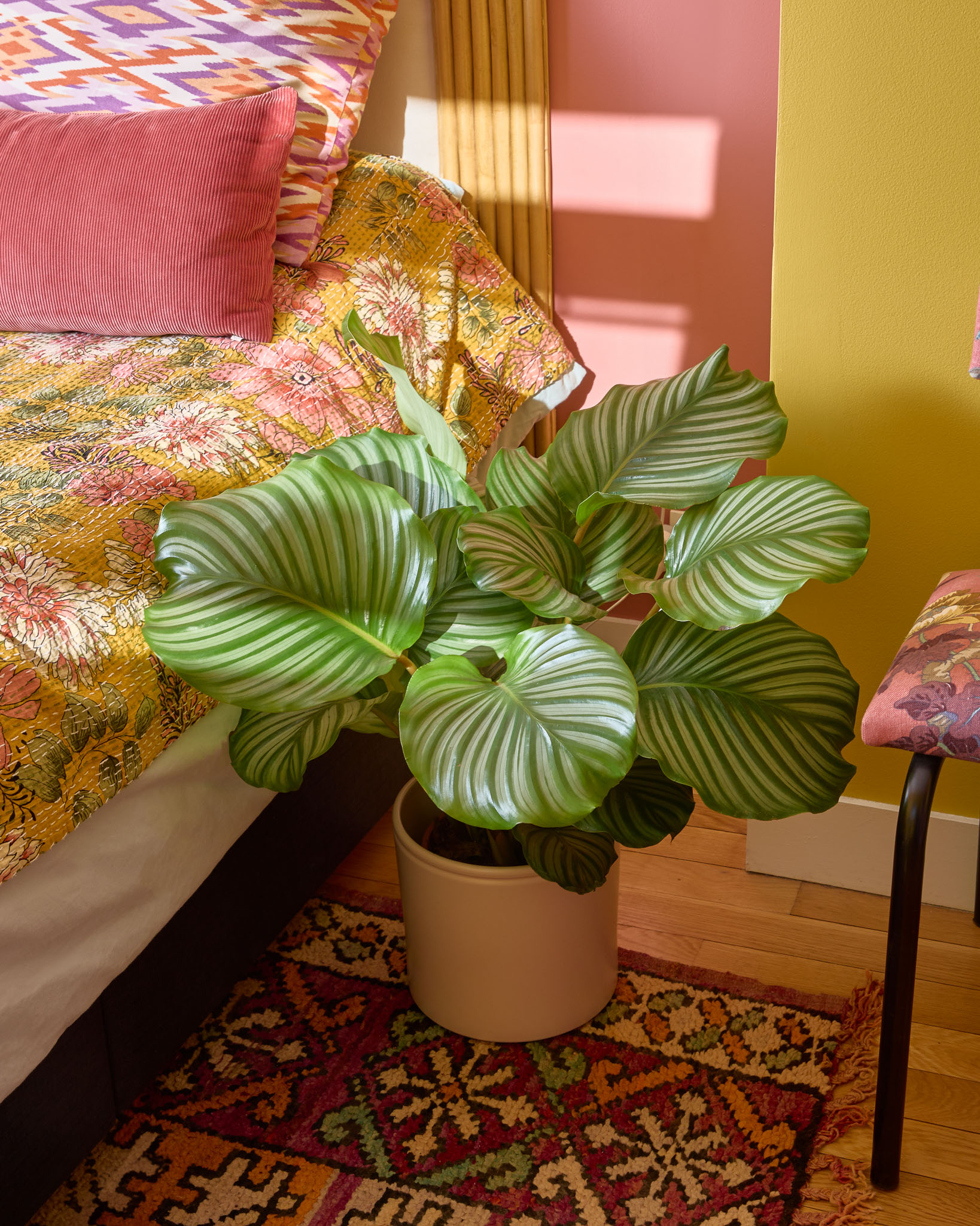 Théo - Calathea orbifolia