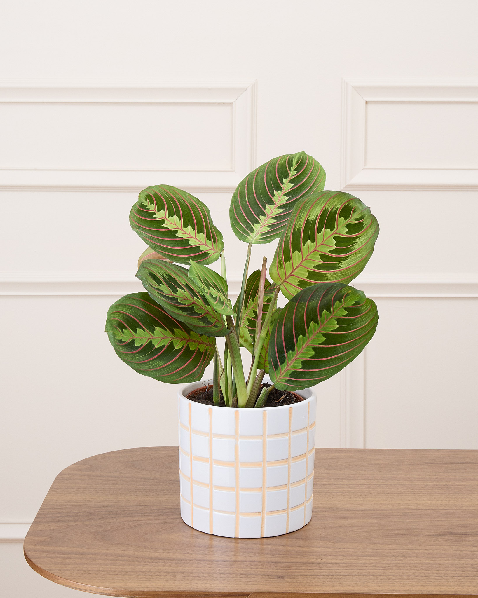 Mathis et son cache-pot quadrillé - Maranta 