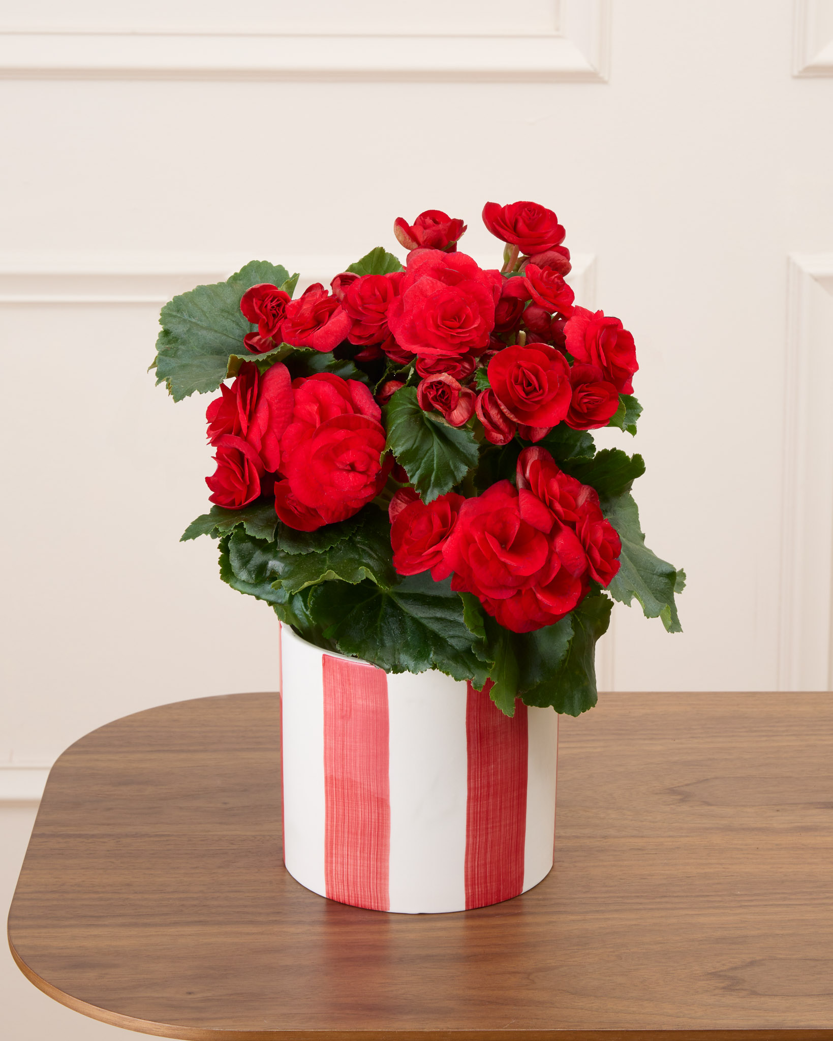 Mona et son cache-pot rayé rouge - Bégonia