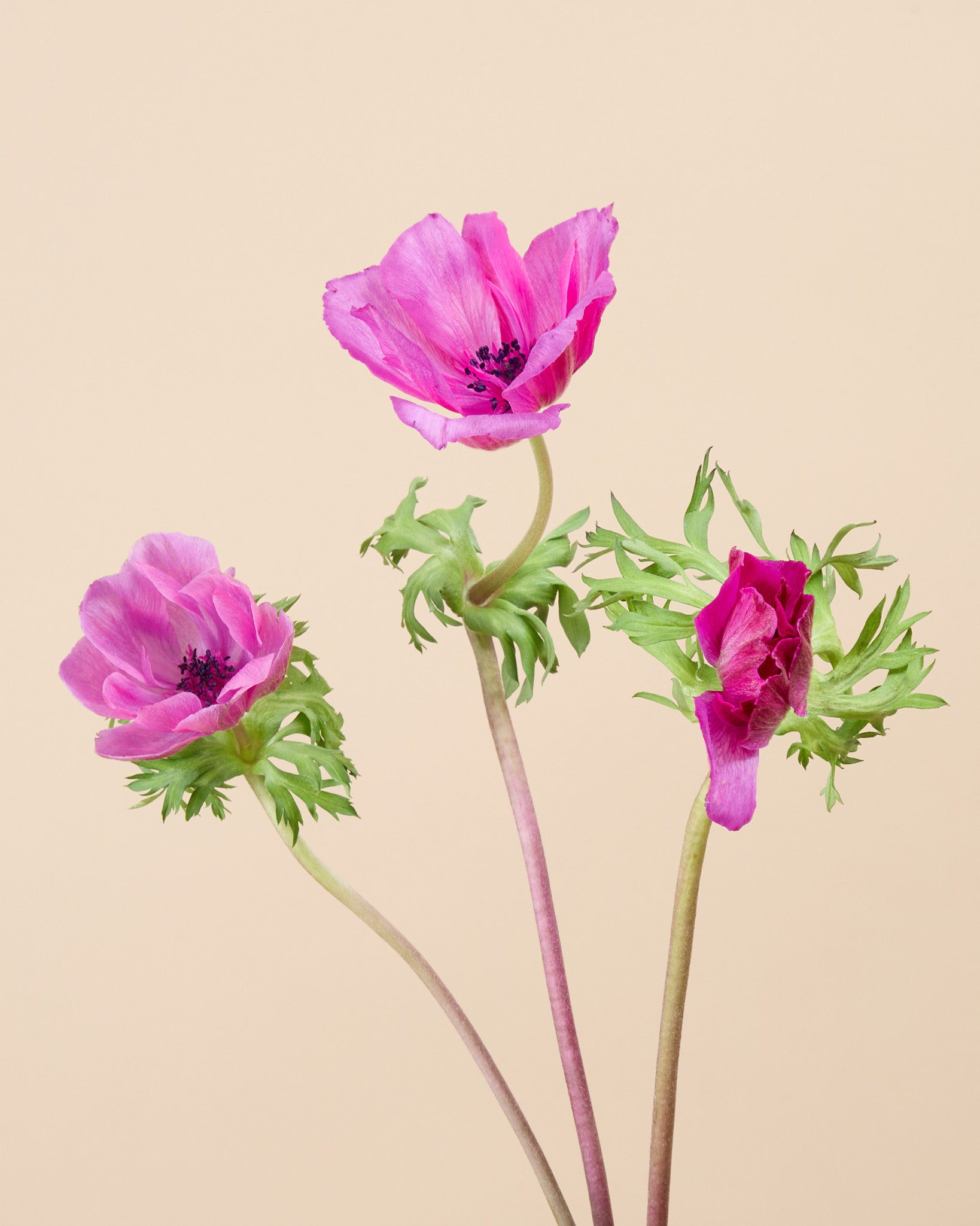 Anémone fermée à l’arrivée, puis ouverte quelques heures après réception