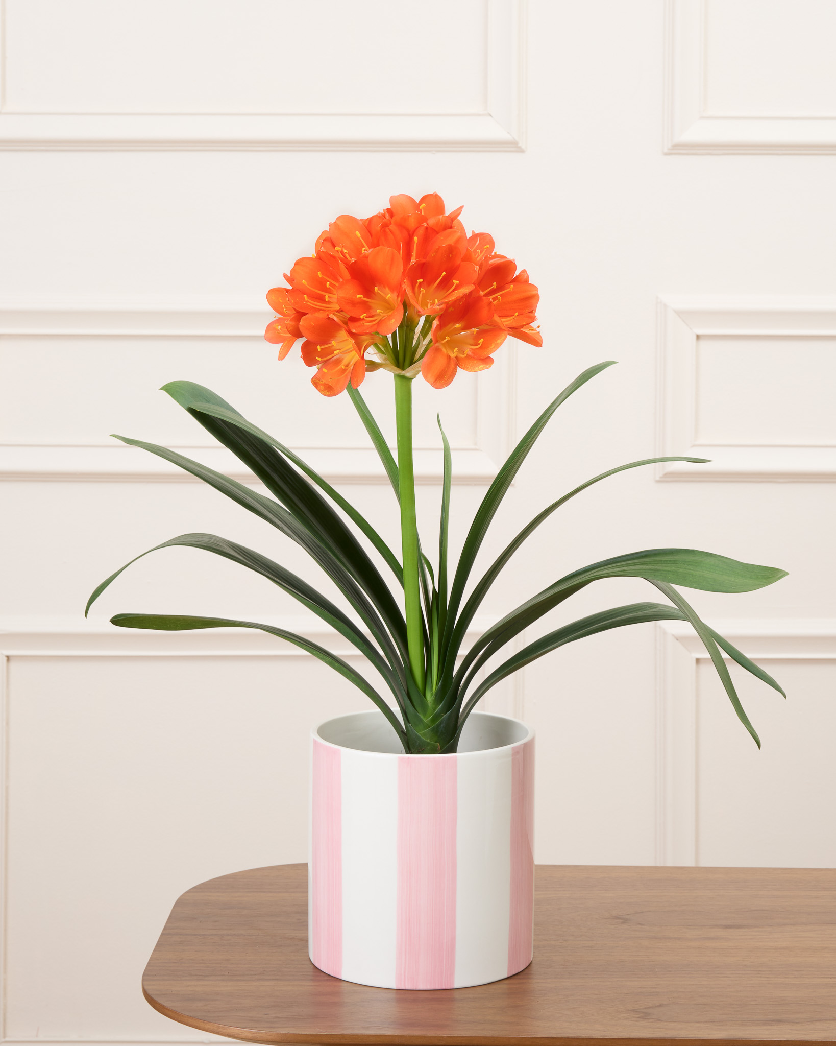 clivia miniata en pot