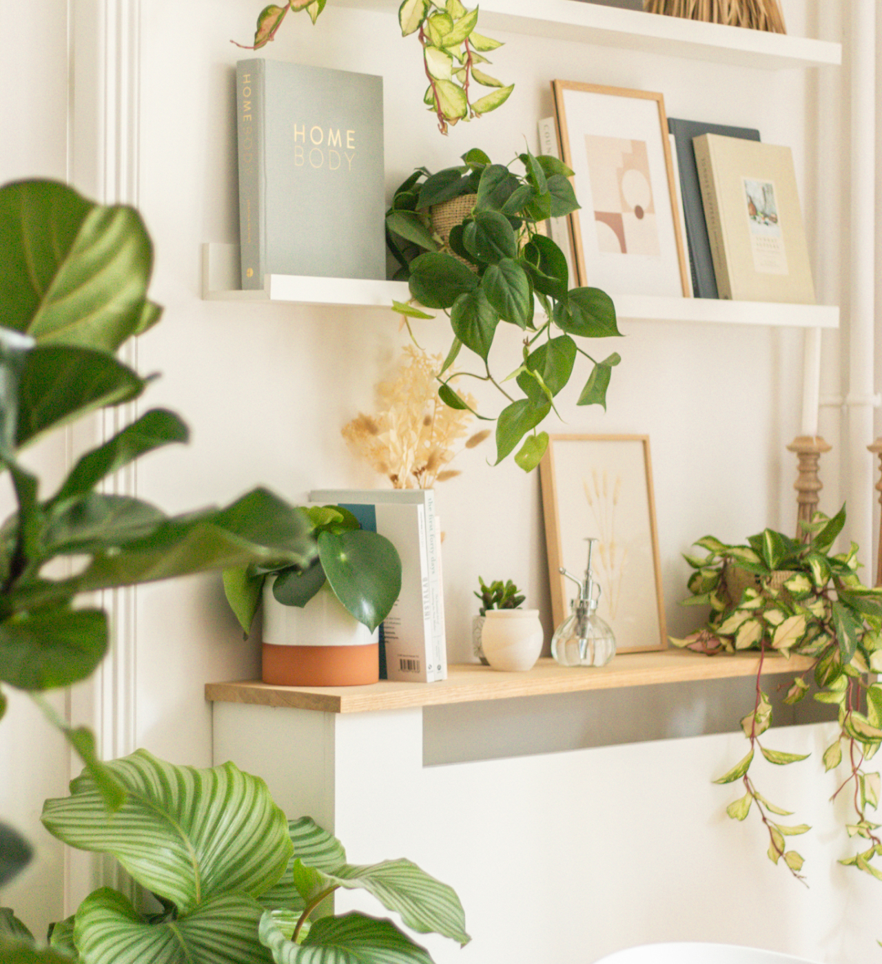 Jolie calathéa aux feuilles graphiques