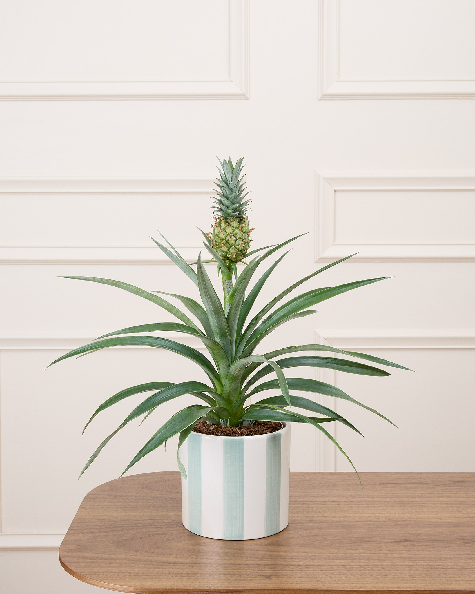 Anne et son cache-pot rayé vert - Ananas