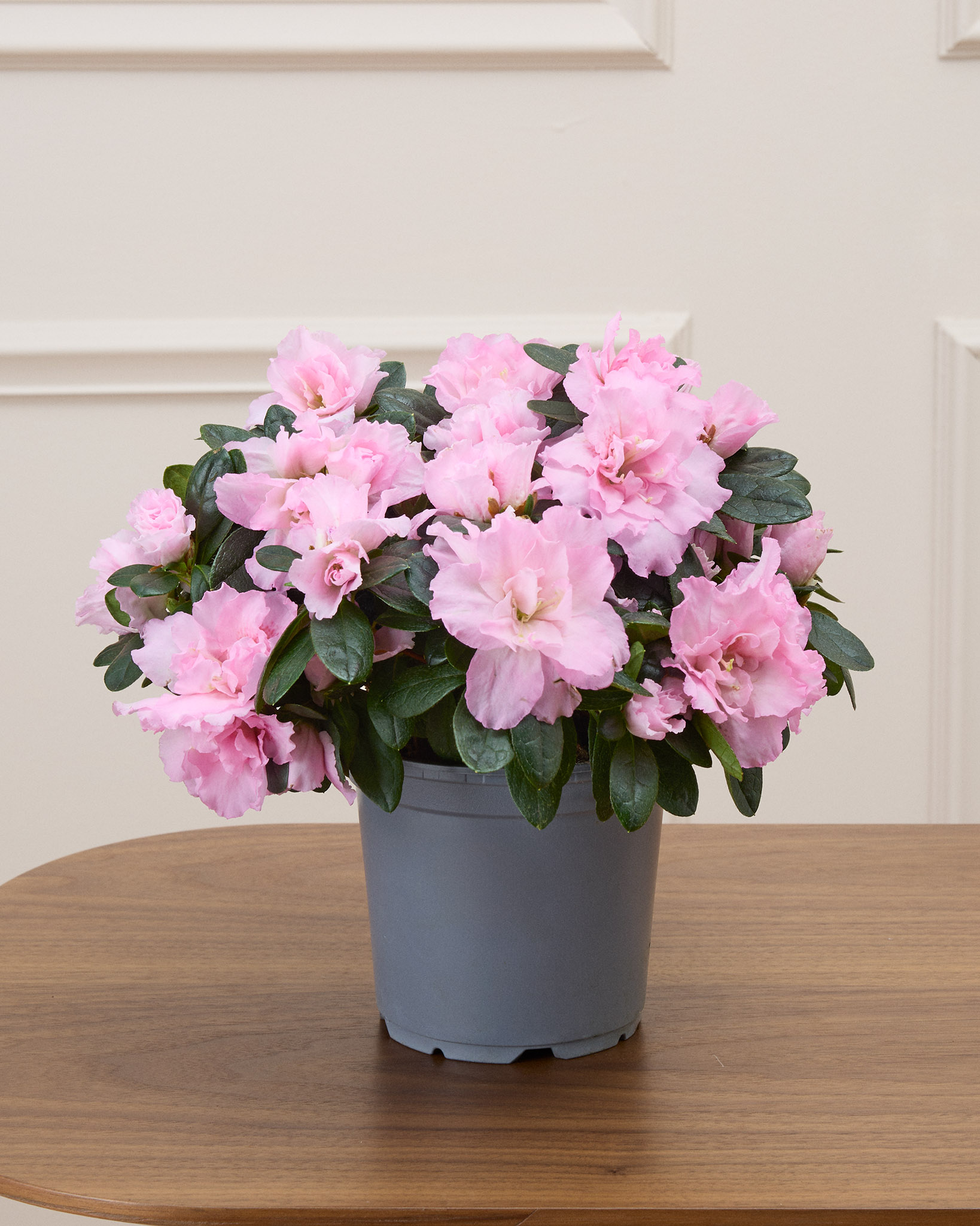 Alizée sans son cache-pot - Azalée