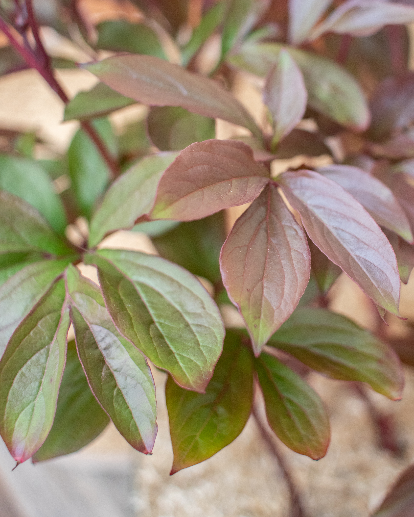 Zoom sur Ariane - Pivoine 