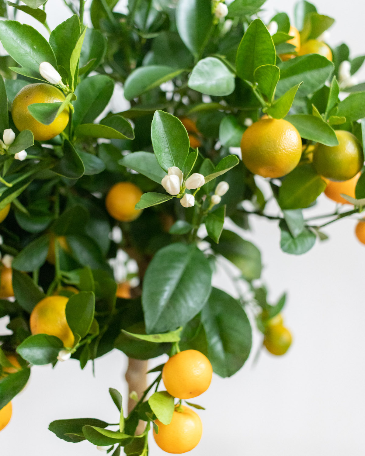 Zoom sur Paolo - Calamondin (selon la saison, la plante peut être livrée avec des fruits verts ou orange)