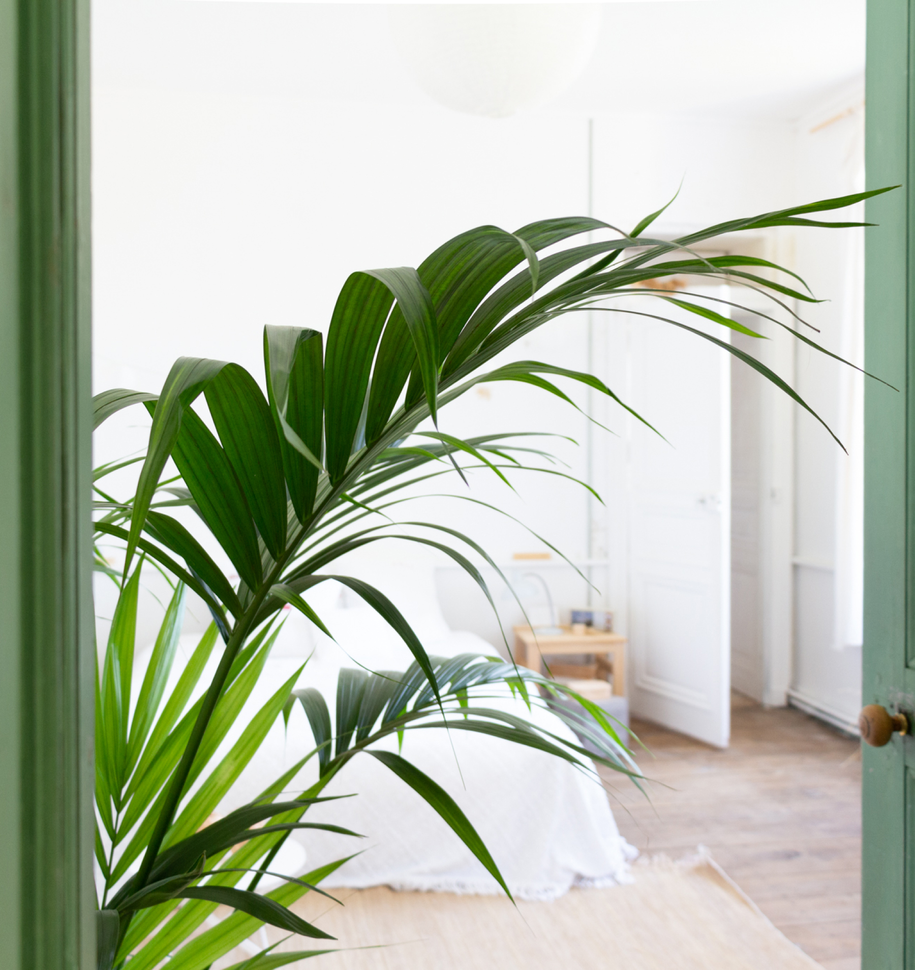 A bergamotte indoor plant