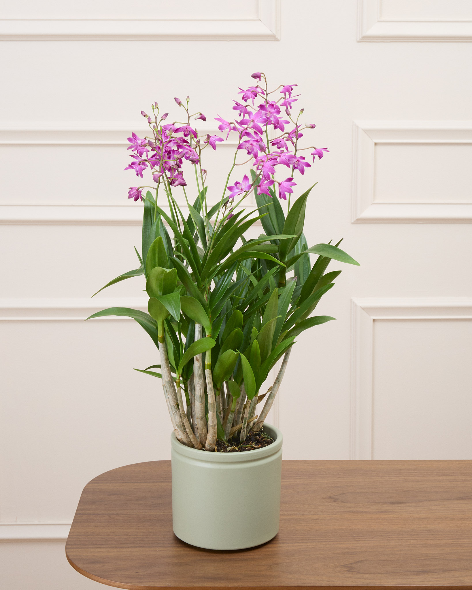 Orphée et son cache-pot vert - Orchidée