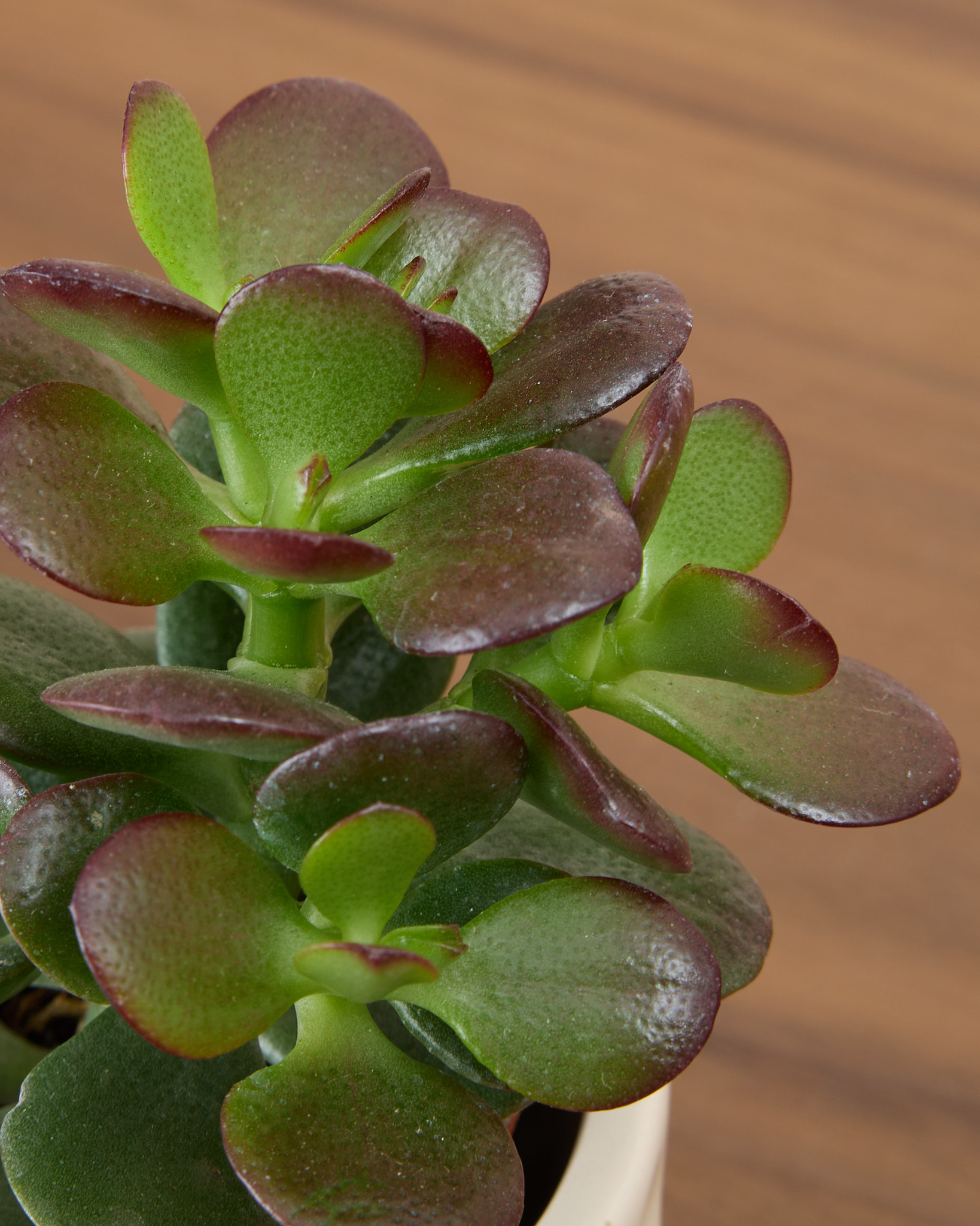 Exemple de succulente disponible