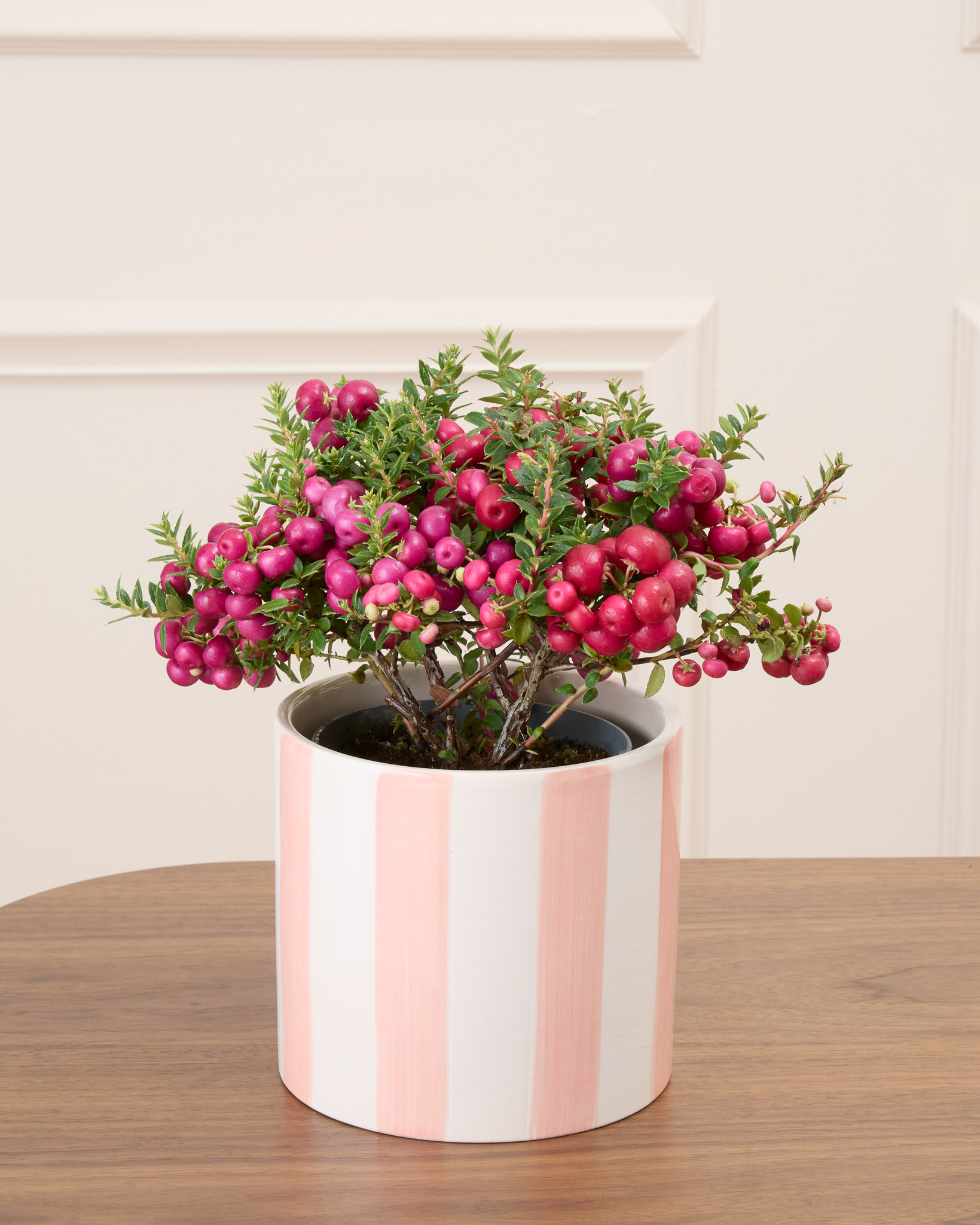 Marie et son cache-pot rayé rose - Gaulthérie