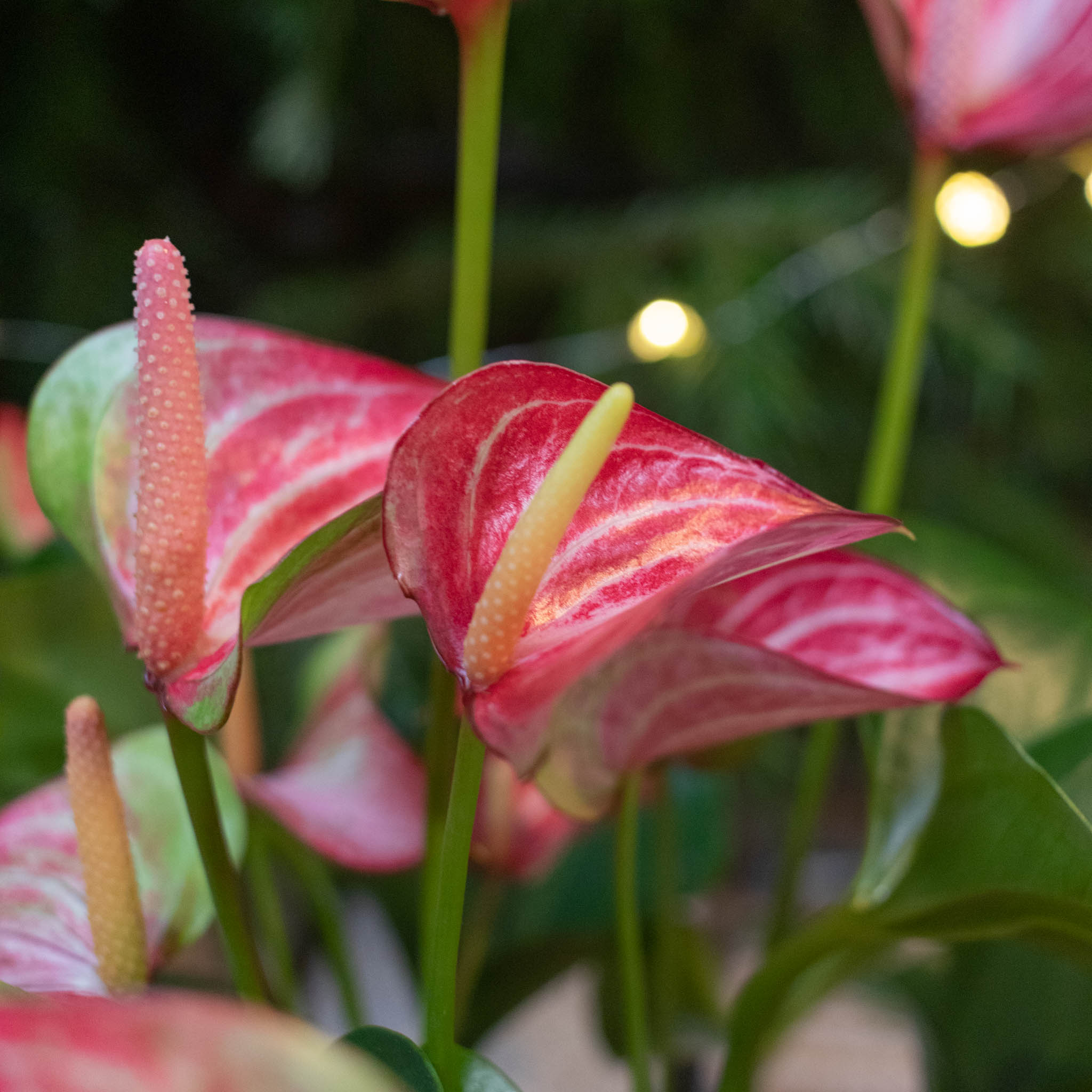 anthurium-maladie