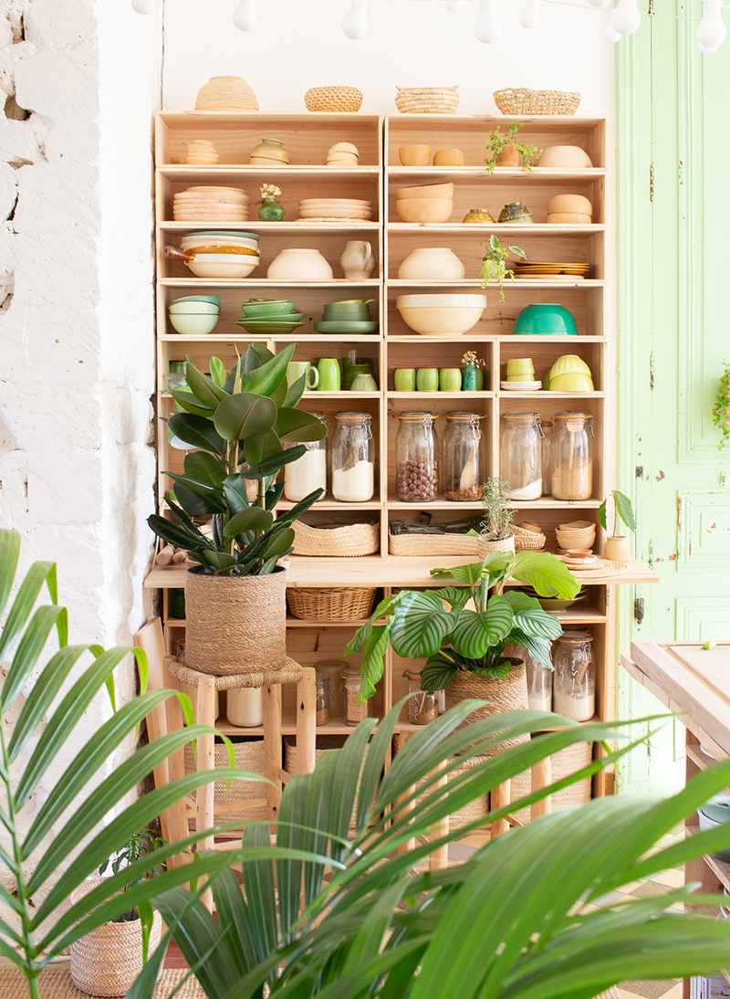 Nos petites plantes d’intérieur cherchent une famille… Et si c’était vous ?