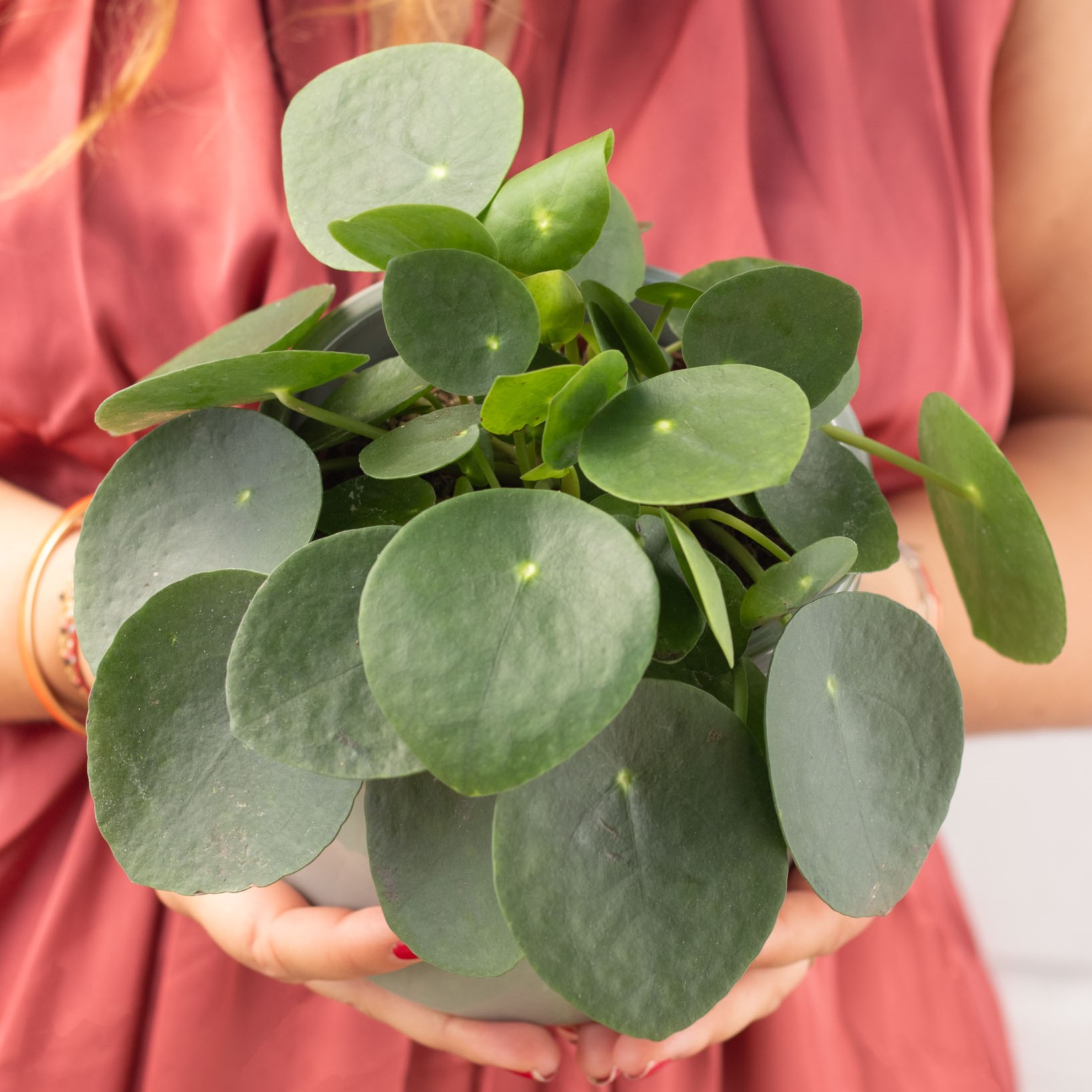 Pilea