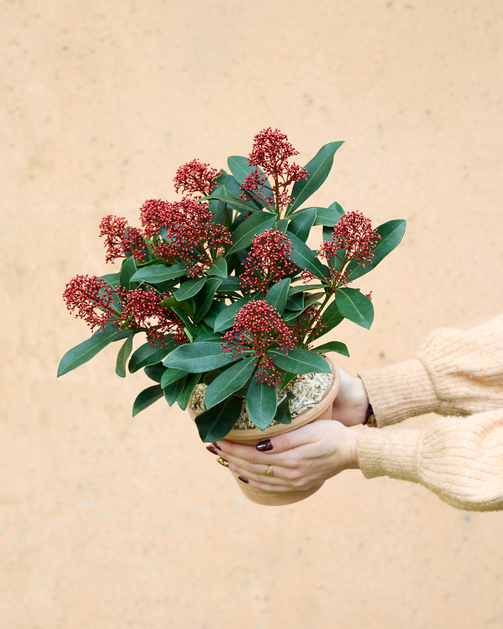 Skimmia