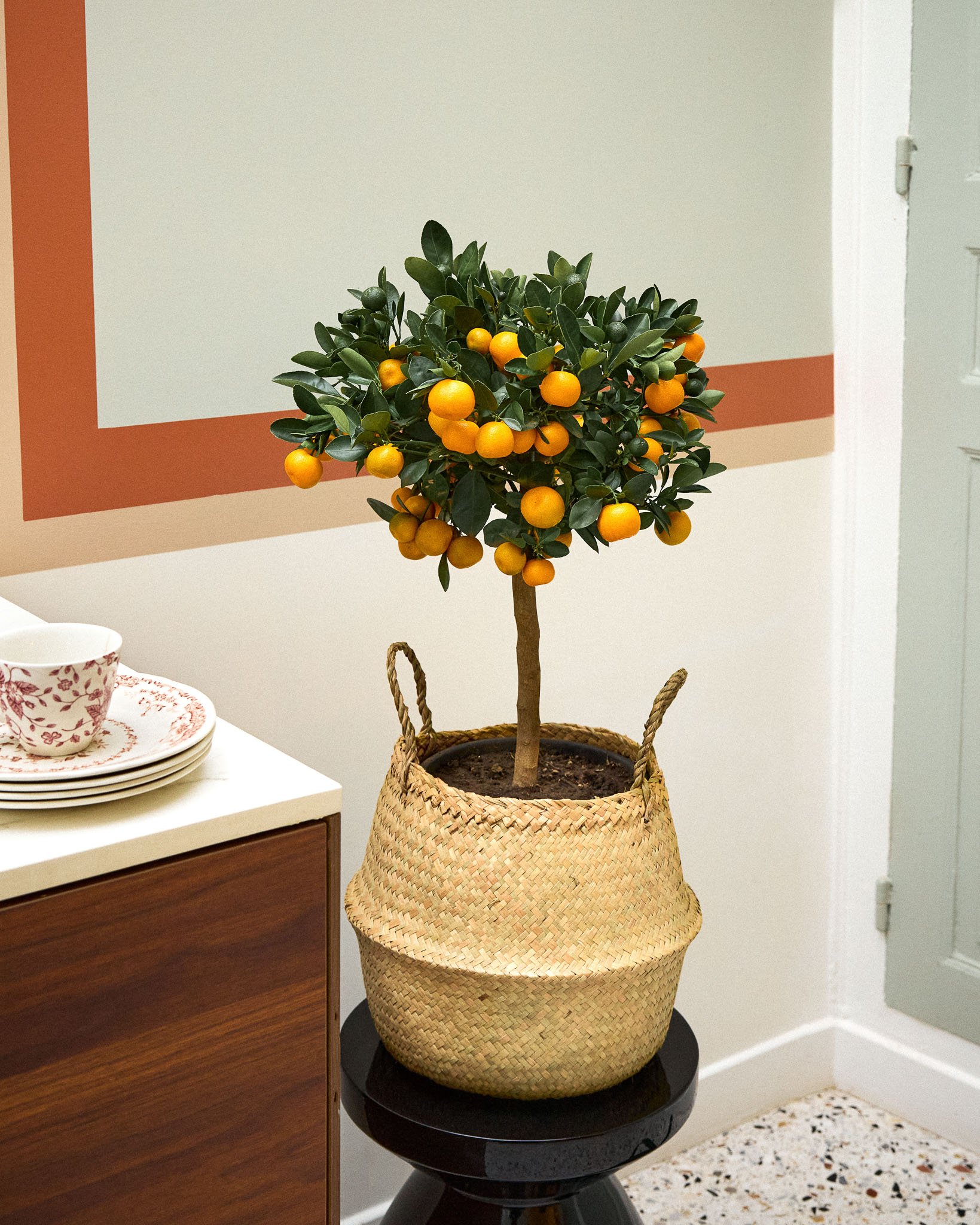 Paolo - Calamondin (oranger d