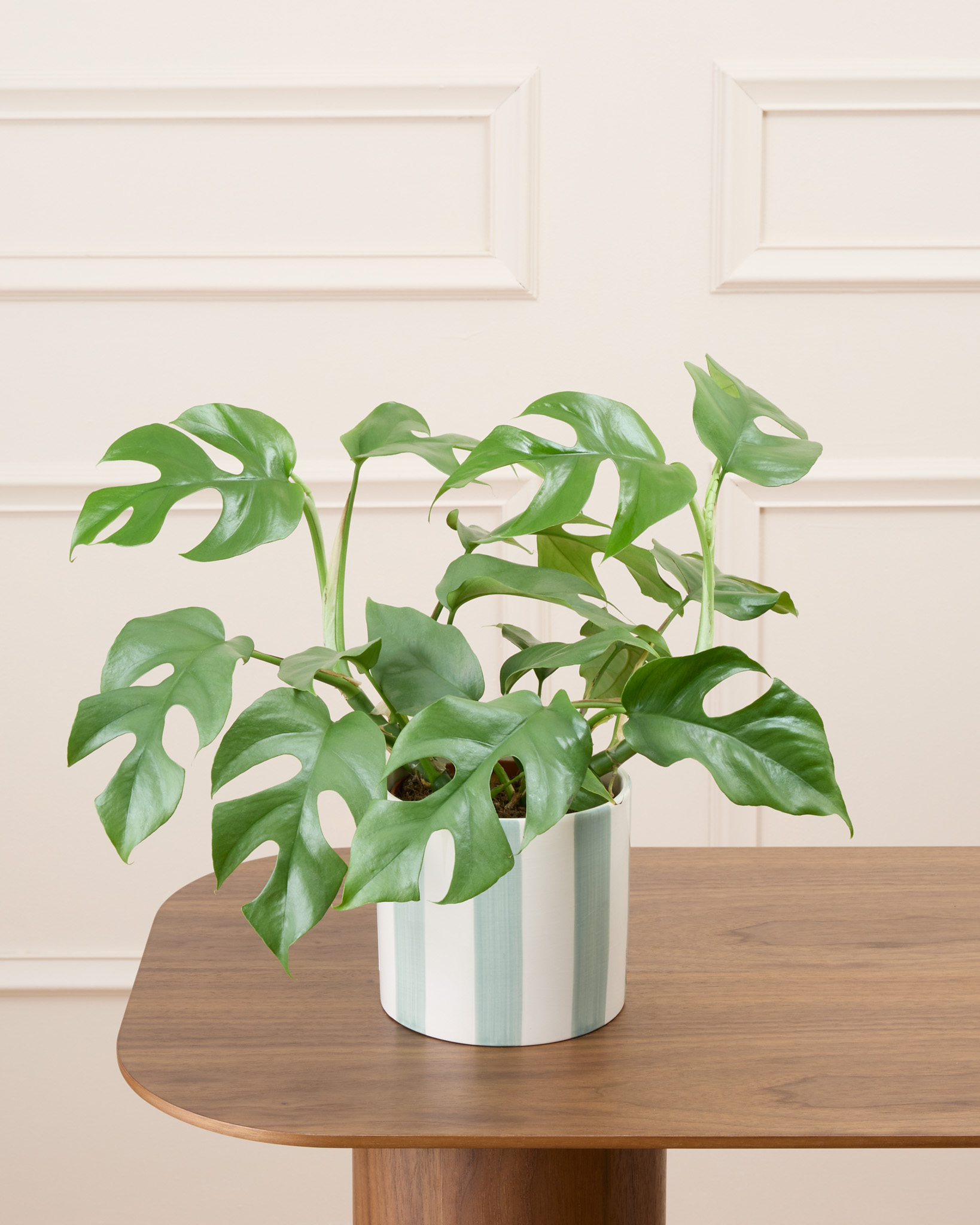 Donna et son cache-pot rayé vert - Monstera minima