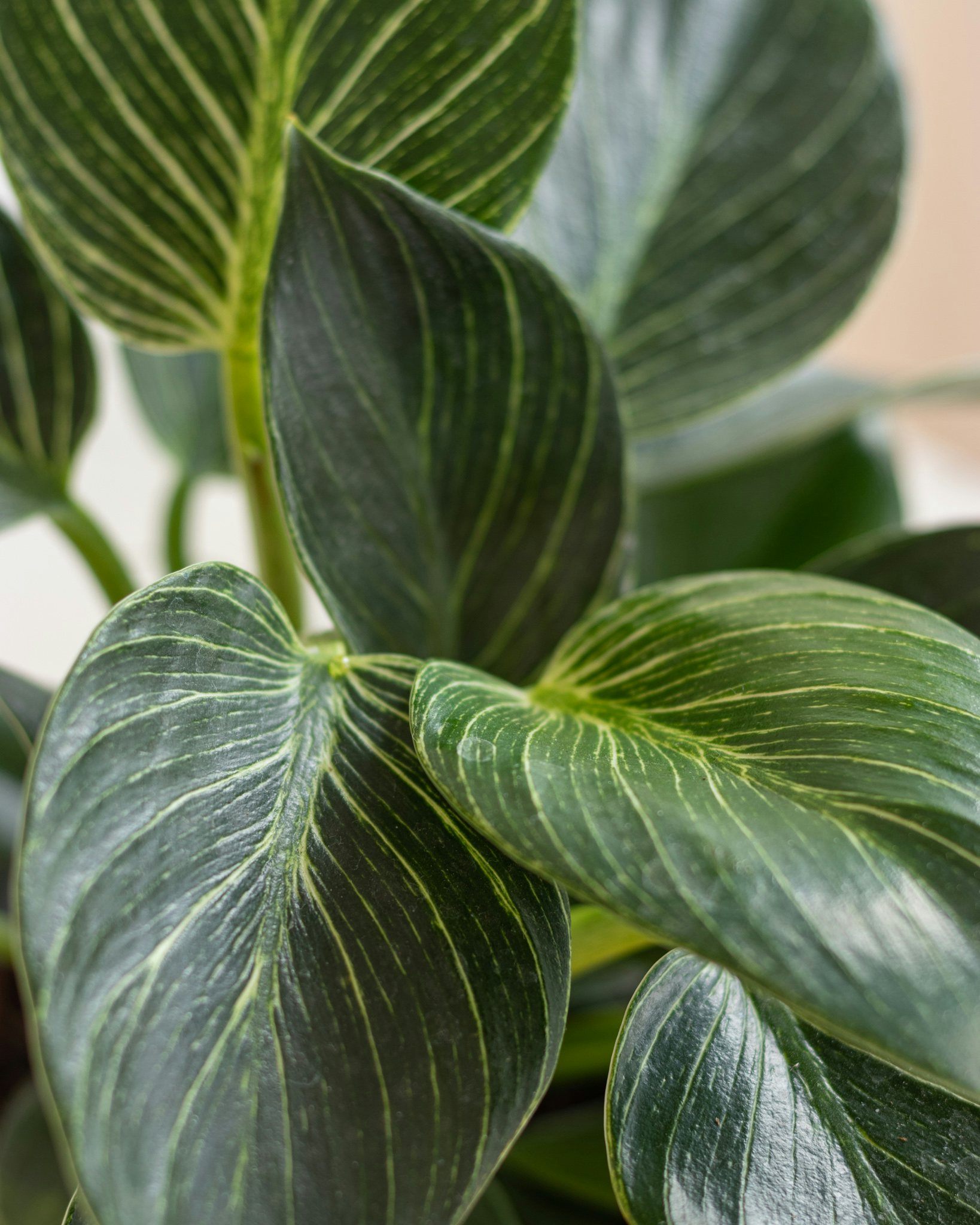 Zoom sur Nelson - Philodendron 'White Measure'