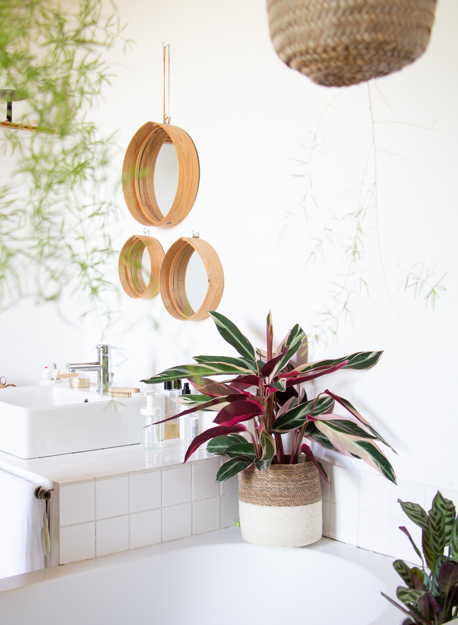 calathea-salle-de-bain