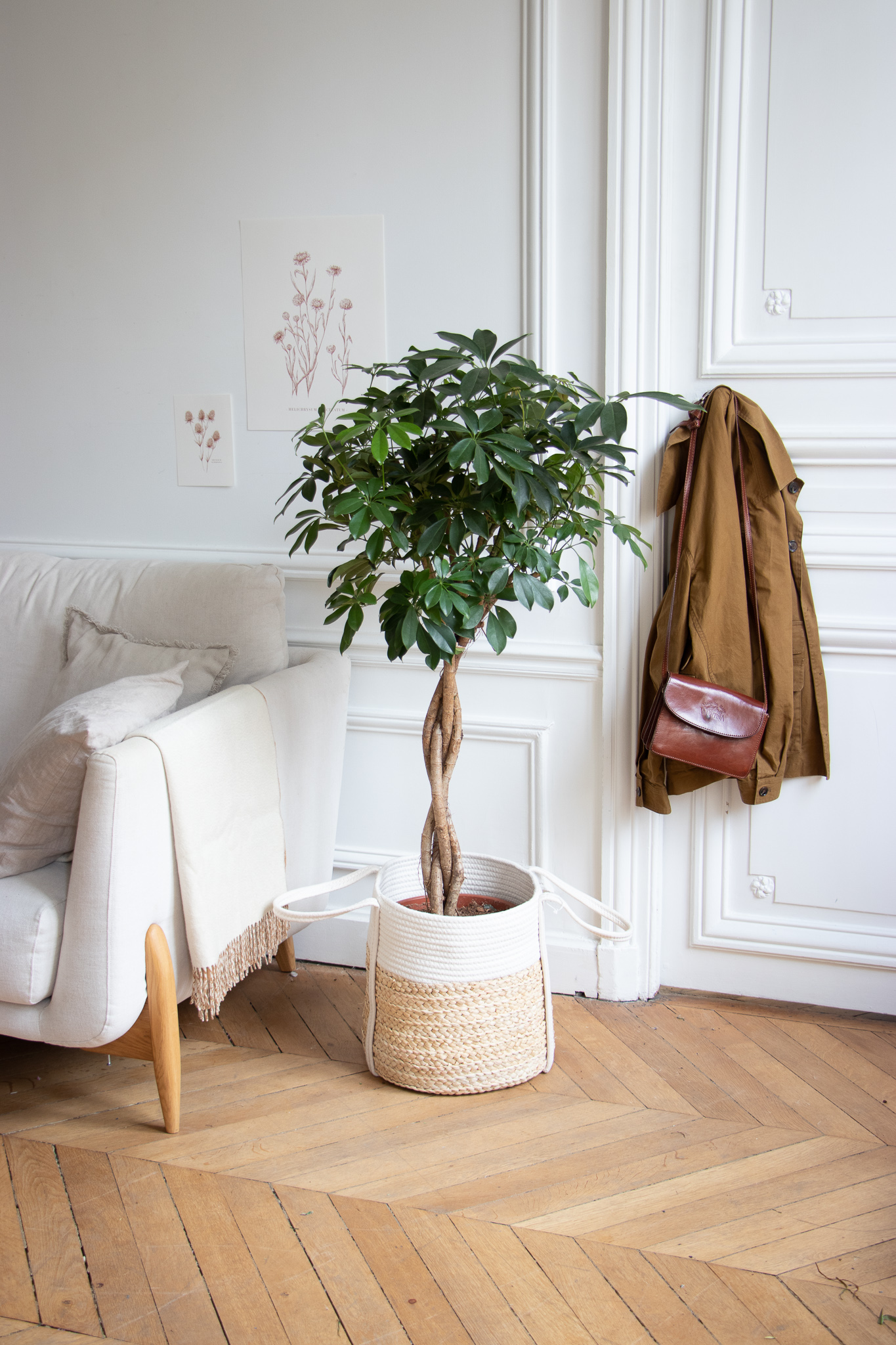 Schefflera : nos astuces d
