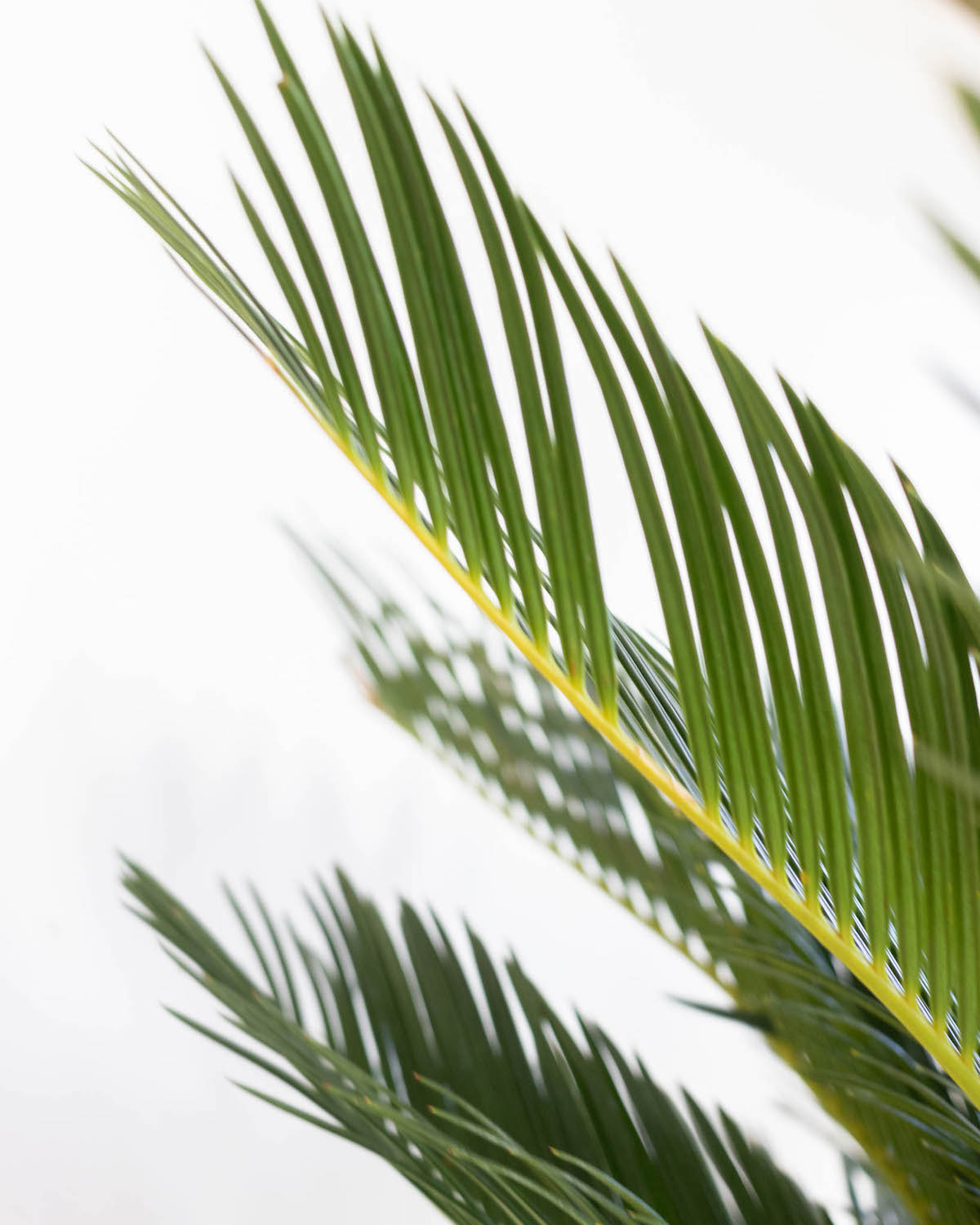 Zoom sur Rita - Cycas