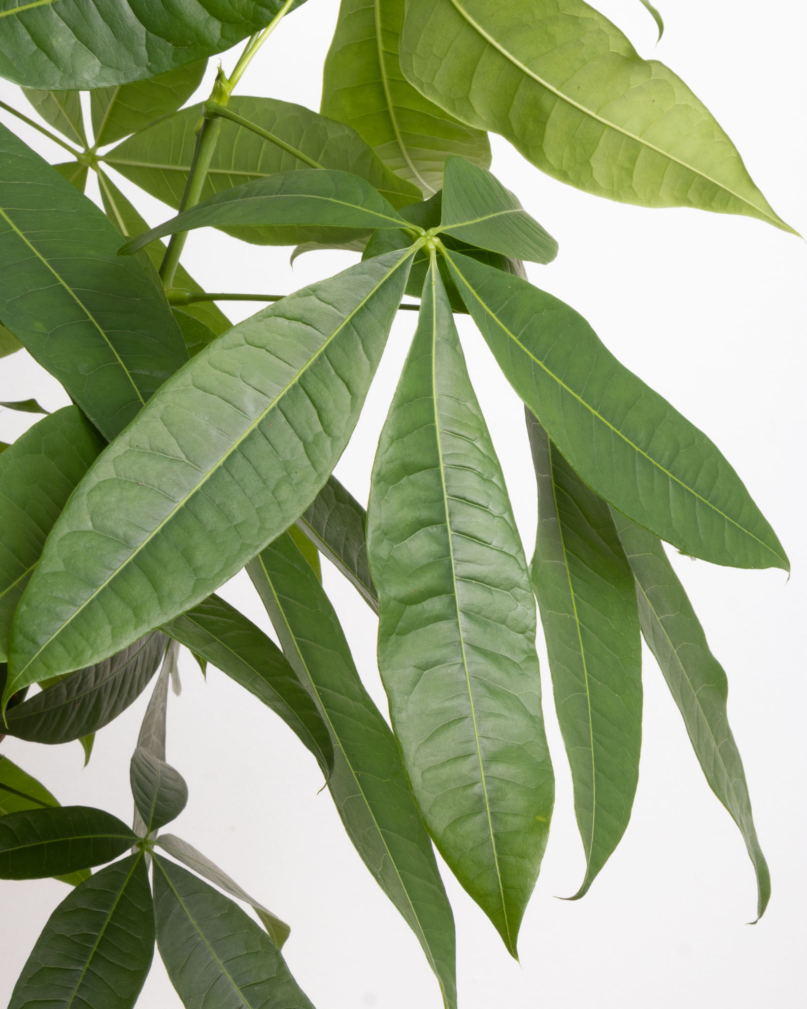 Zoom sur Andrea - Pachira aquatica