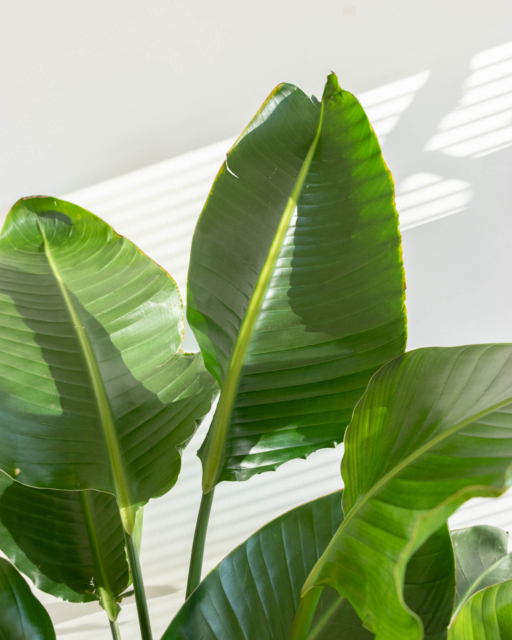 6 plantes originales à offrir en cadeau