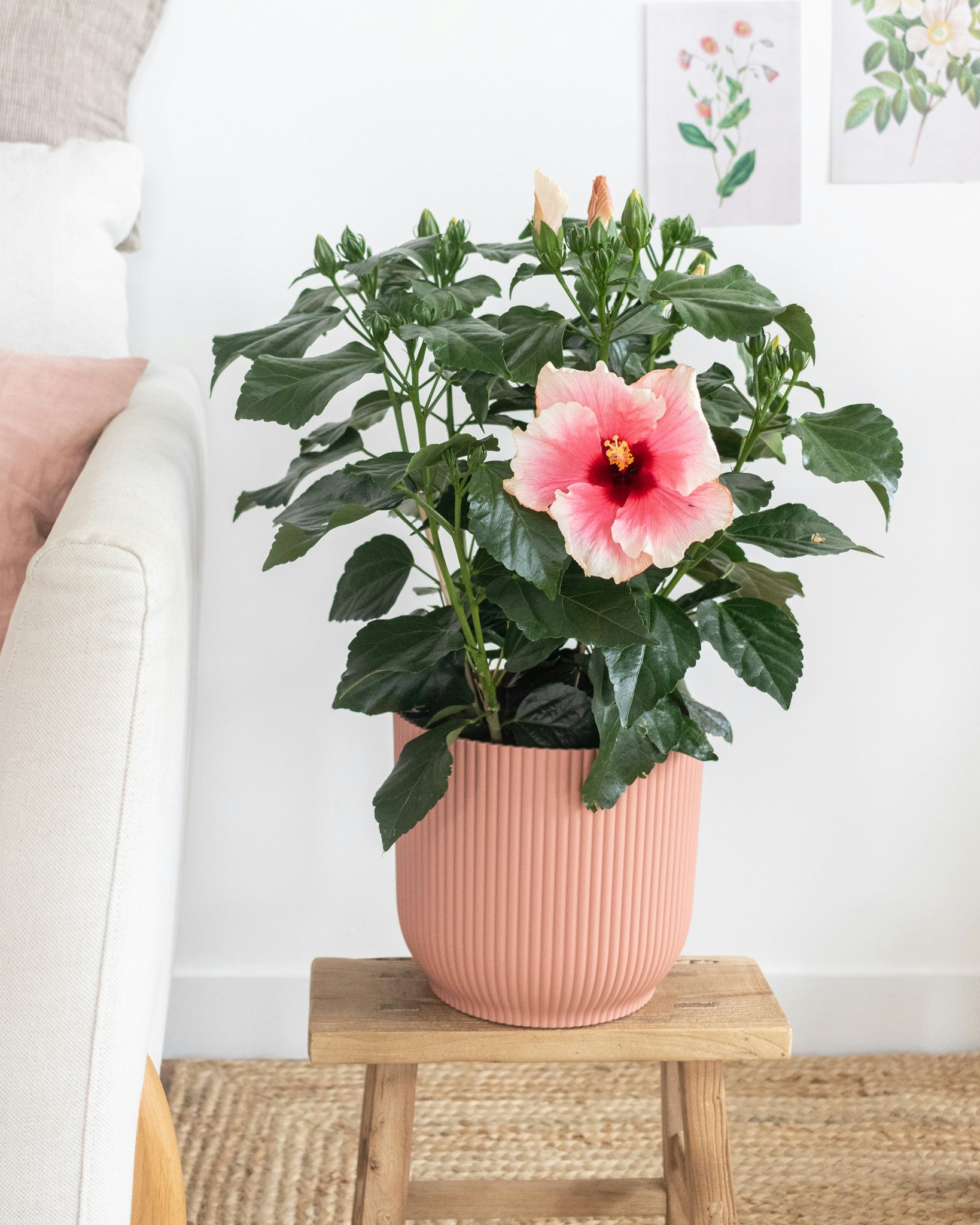 Conseils pour obtenir une floraison éclatante de votre hibiscus en ext