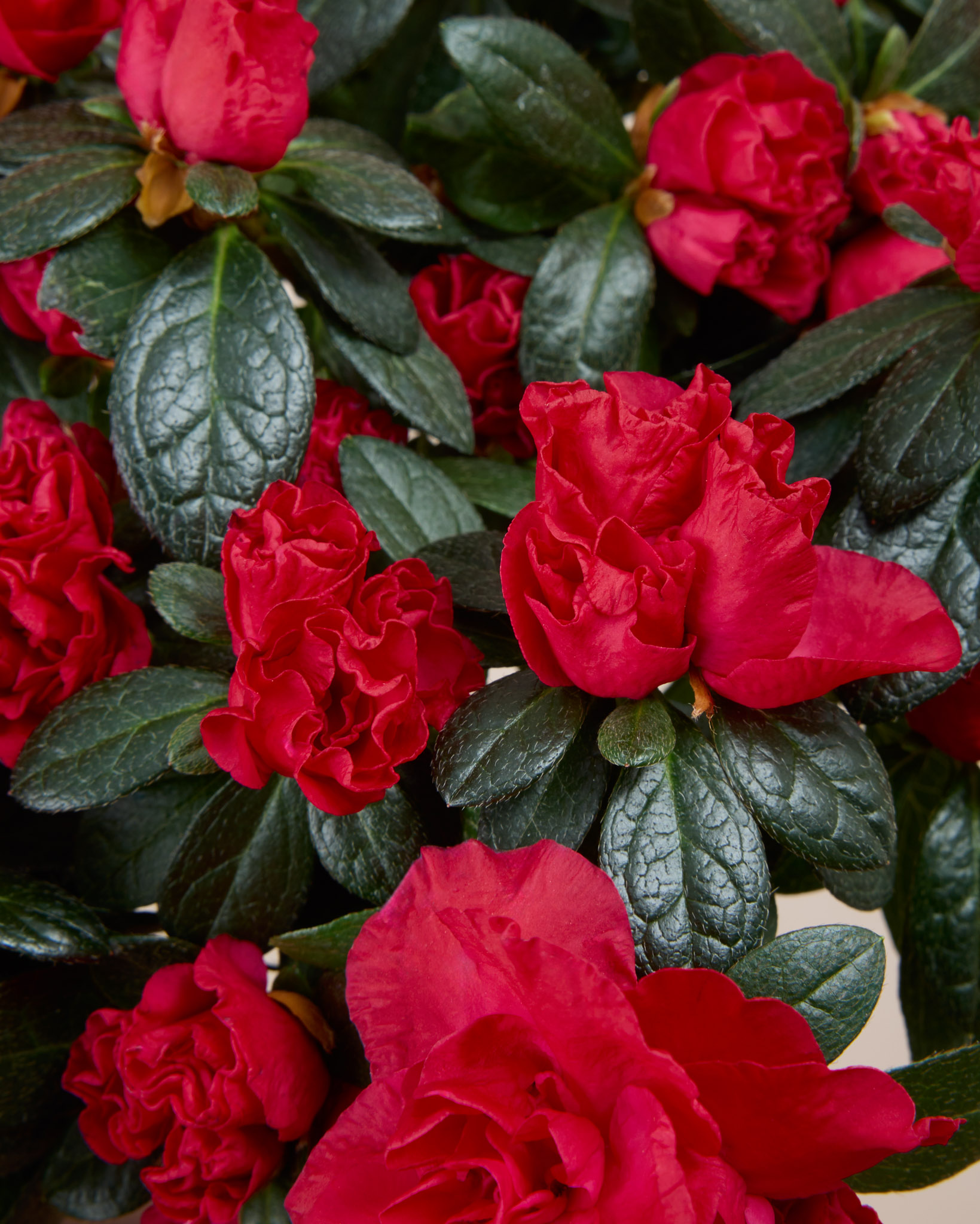 Zoom sur Désirée - Azalée rouge sur tige (la couleur des fleurs peut varier du rouge au rose foncé)