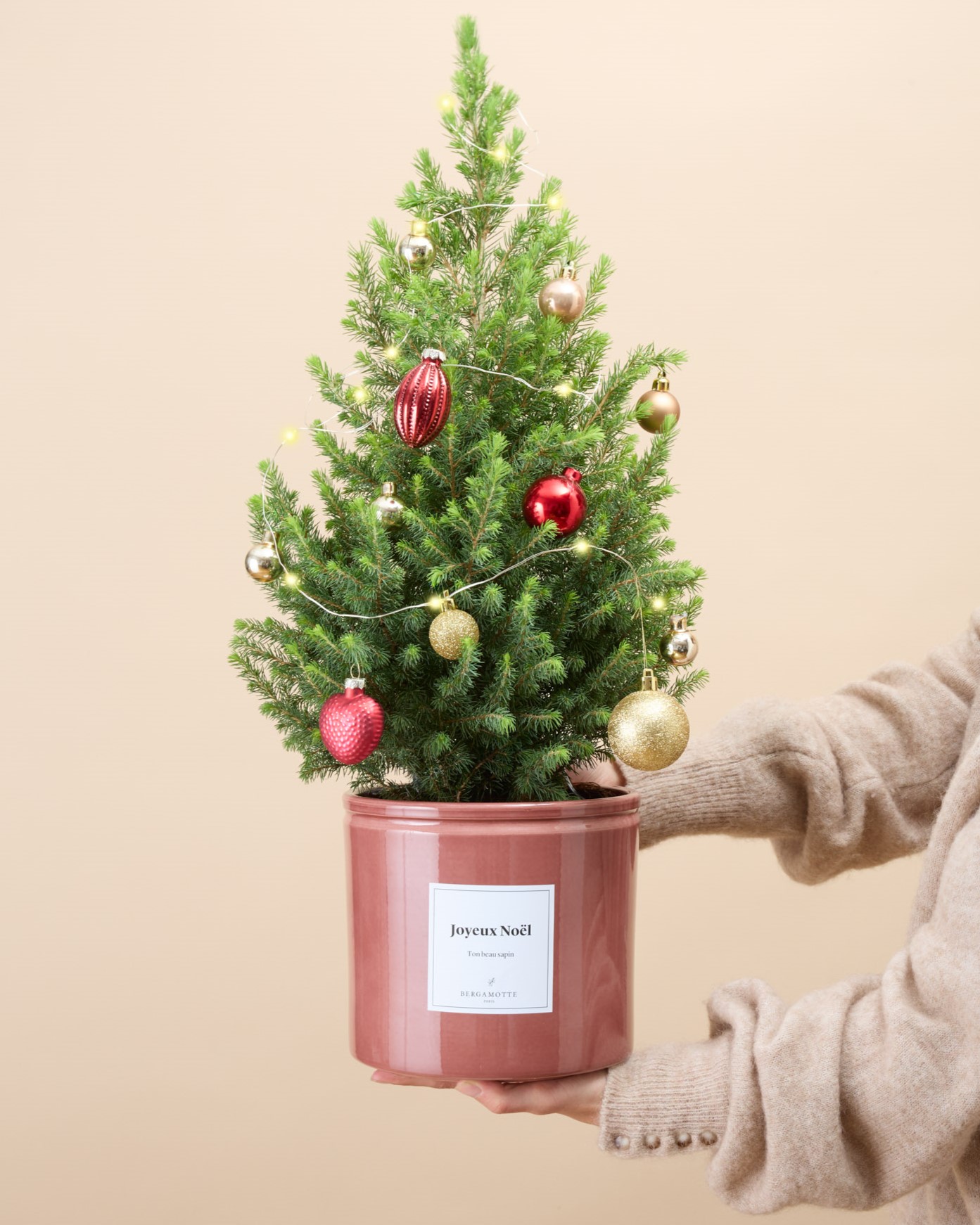 Sapin Epicéa Melchior 