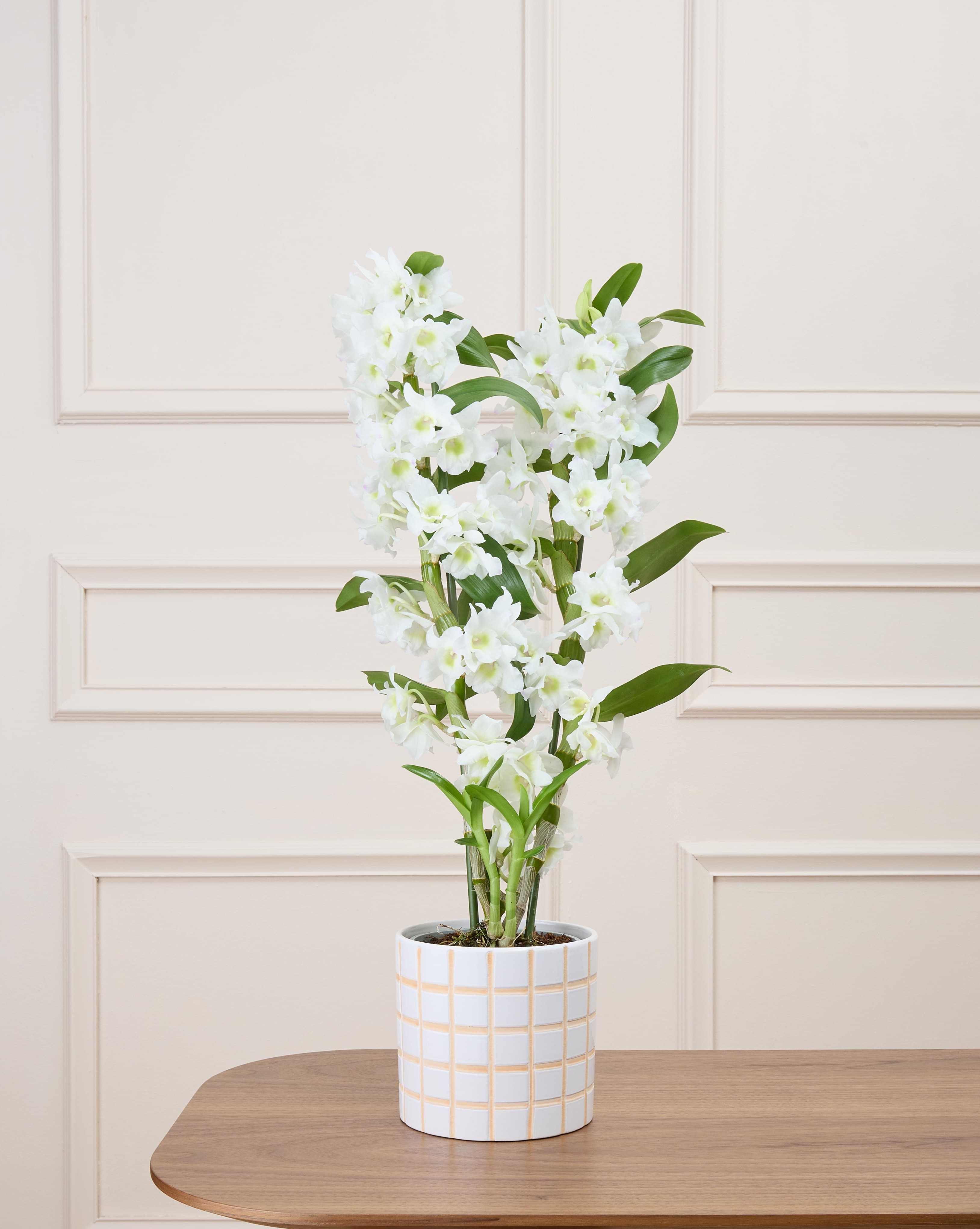 Alba et son cache-pot quadrillé - Orchidée