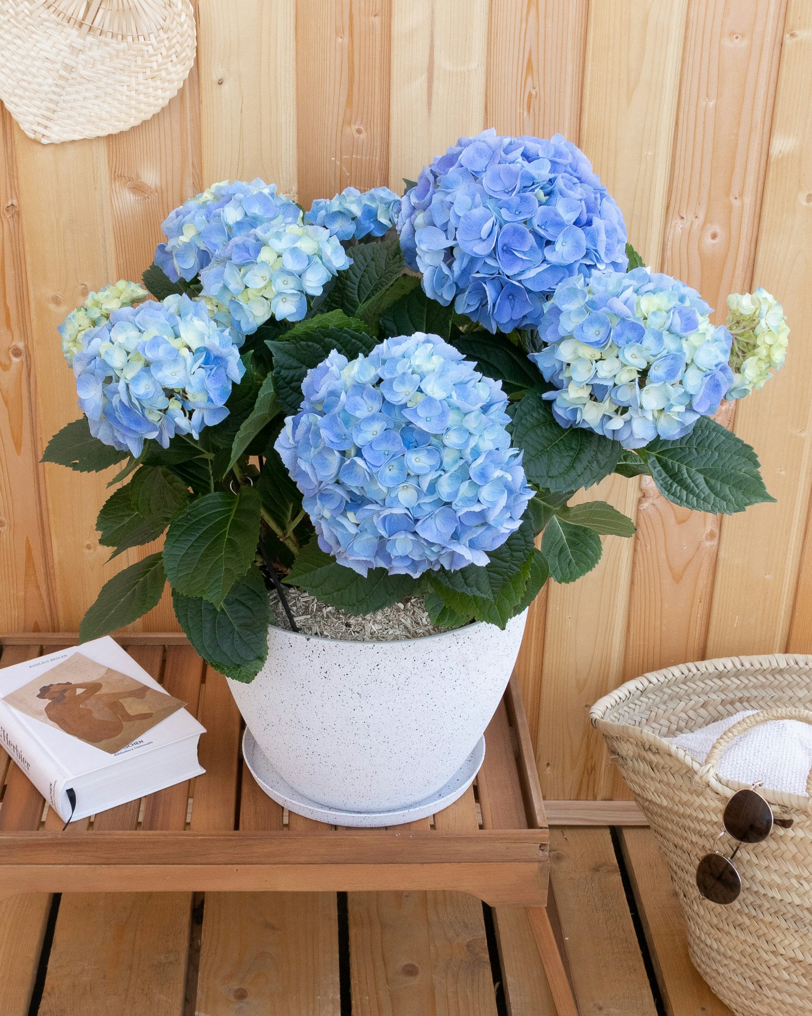 Éléonore et son pot plastique finition terrazzo - Hortensia bleu