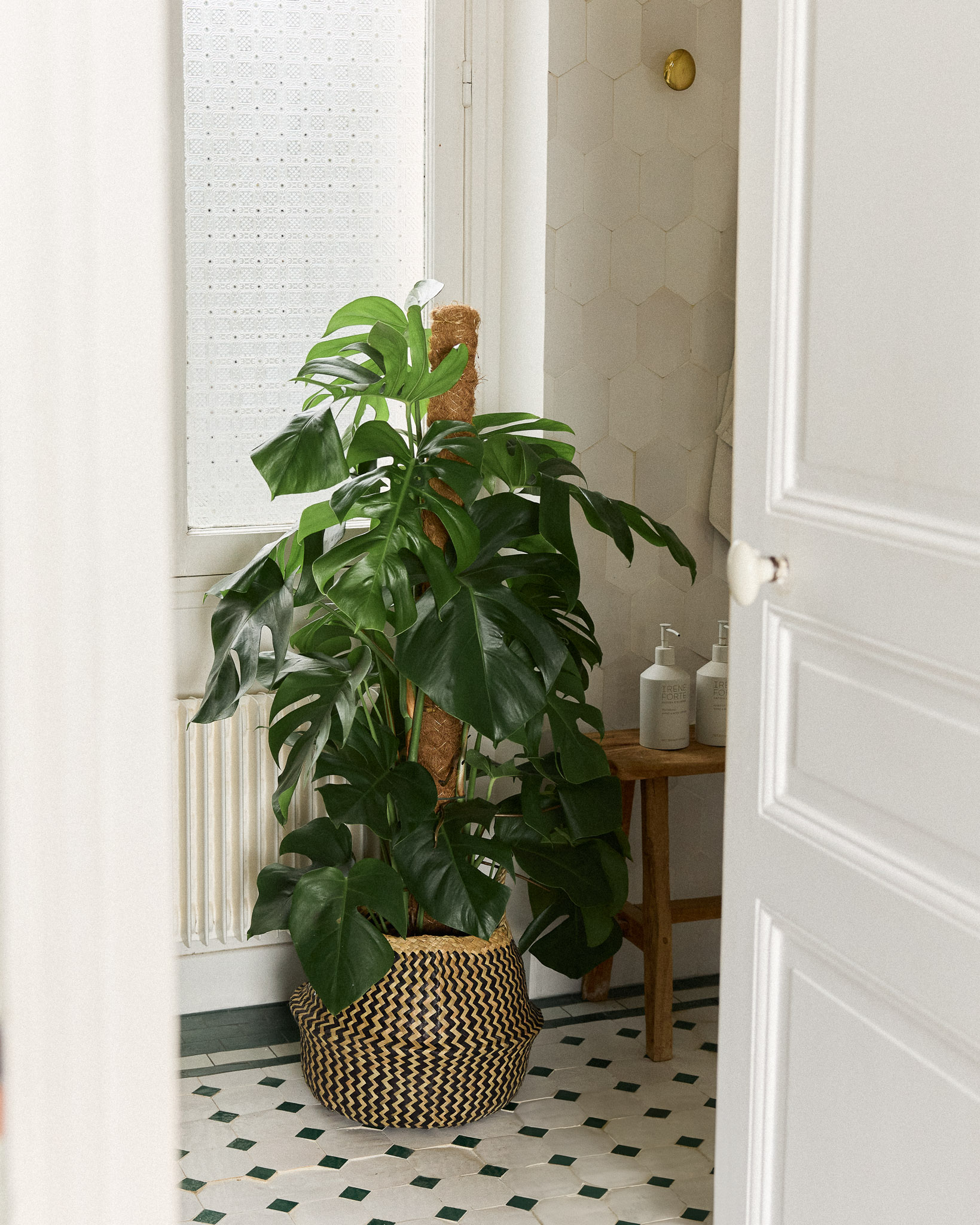 Les plantes idéales pour débutants : 5 variétés increvables