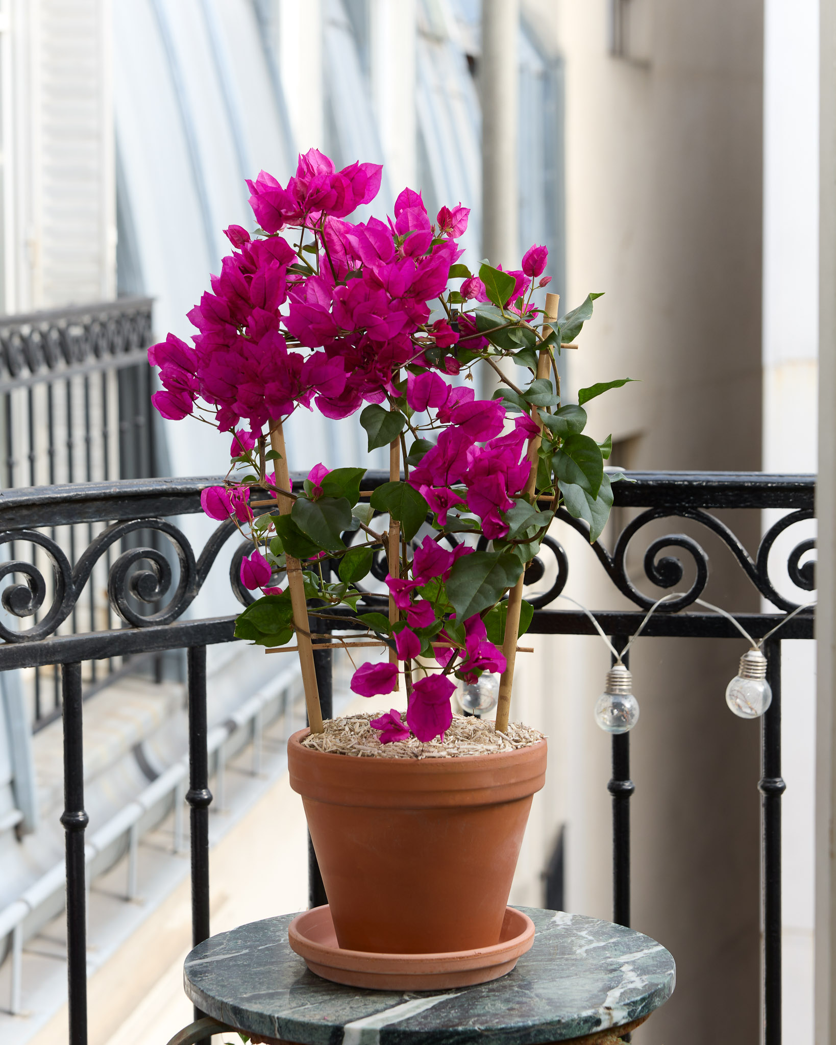 Bougainvillier Nina